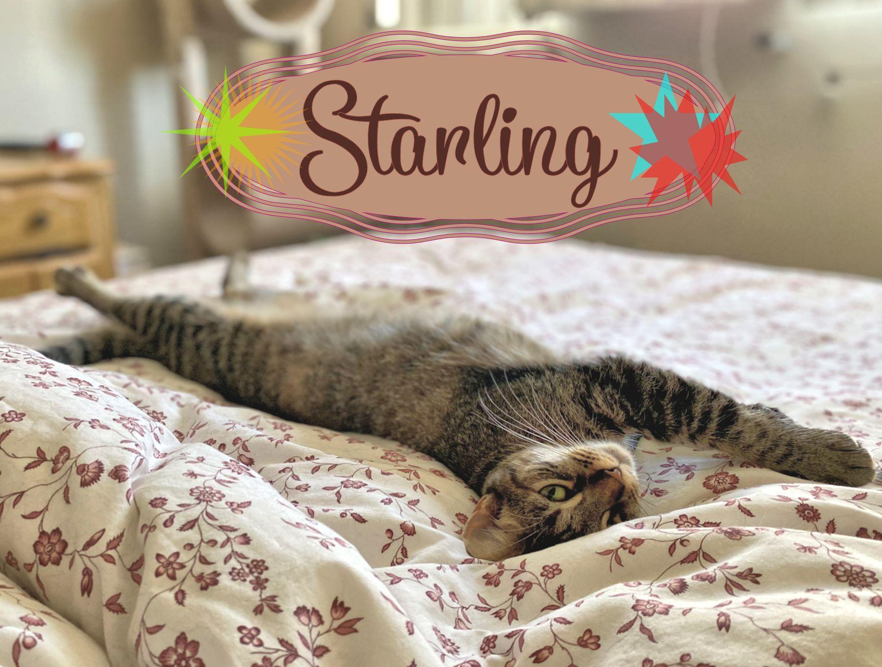 Starling - new photo 2