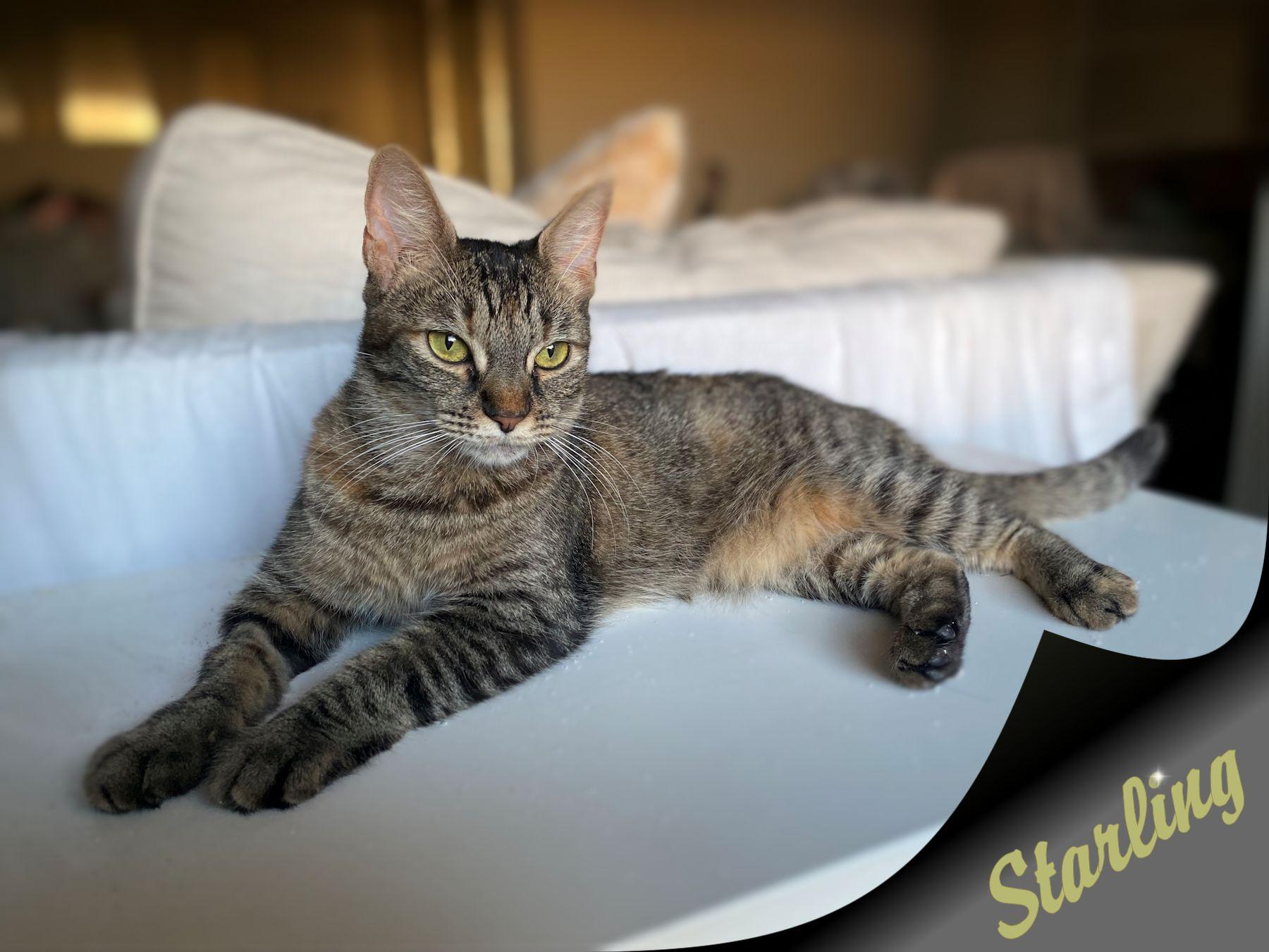 Enlarge Starling - new, a Adoptable Tabby in Sherman Oaks, CA image 3/6