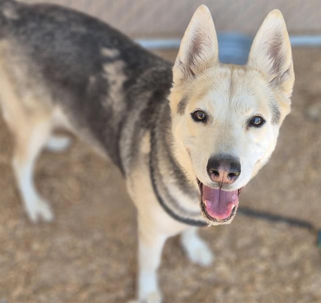 Enlarge TILA, a Adoptable mixed breed in Albuquerque, NM image 1/1