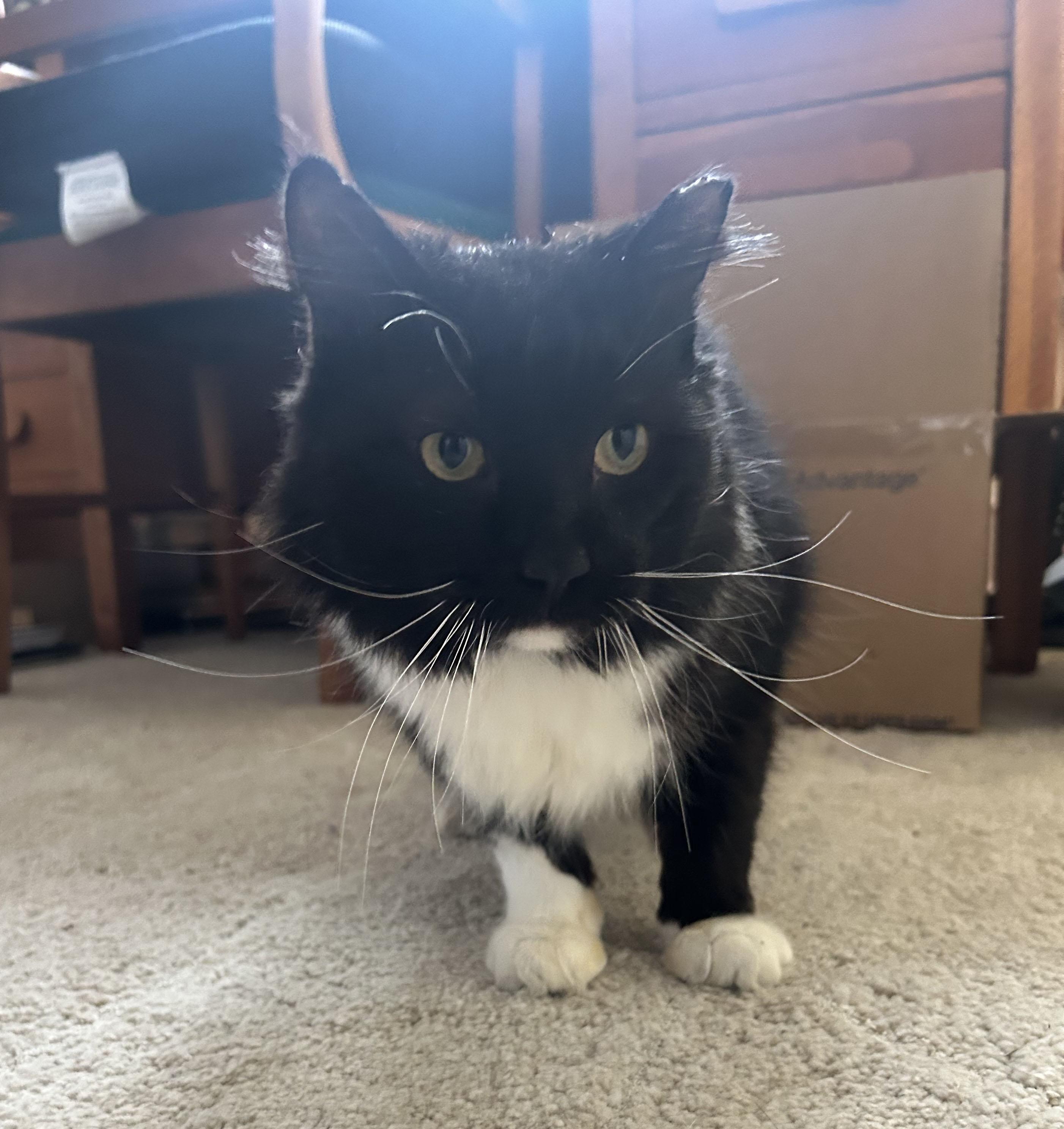 Enlarge Modest Mouse, an adopted Domestic Medium Hair in Milwaukee, WI image 5/6