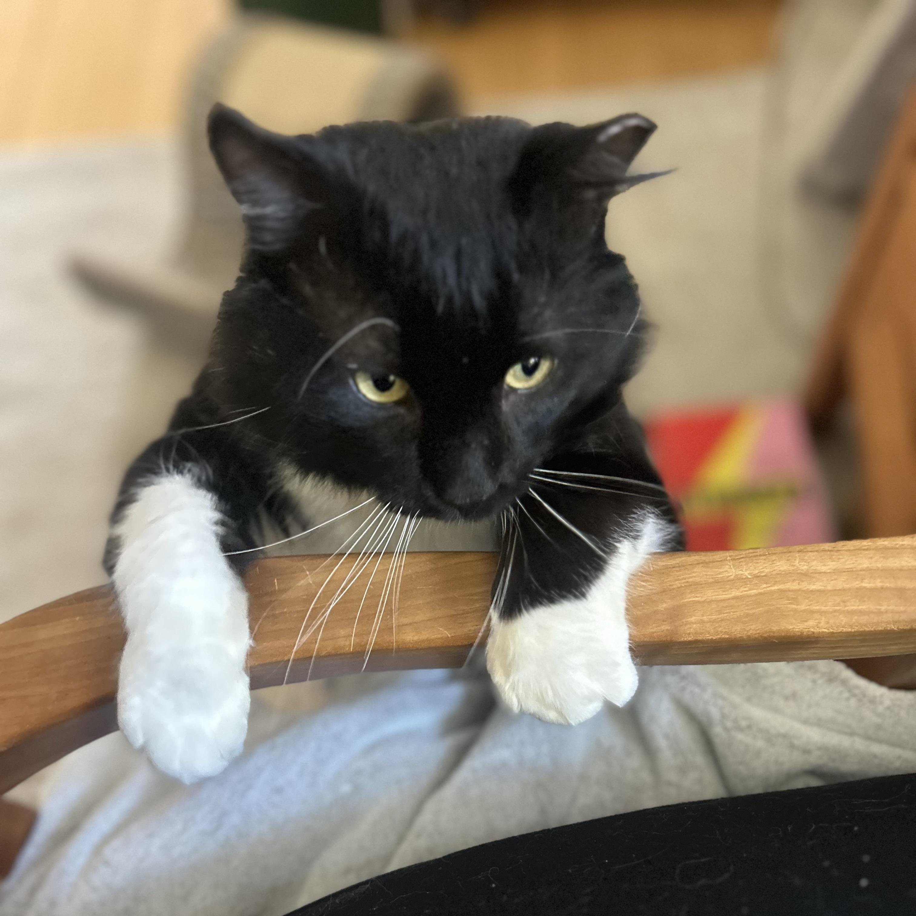 Enlarge Modest Mouse, an adopted Domestic Medium Hair in Milwaukee, WI image 2/6