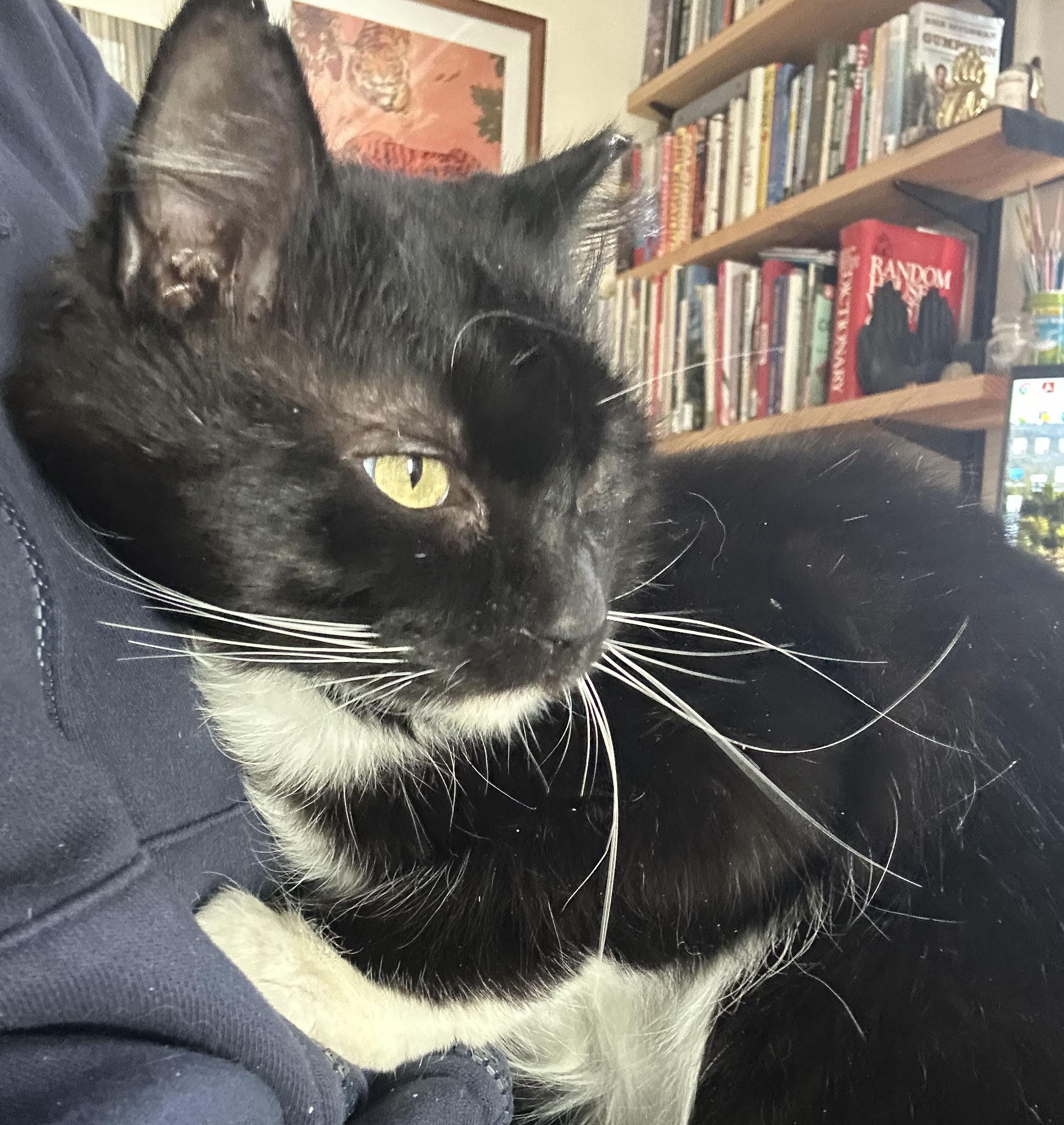 Enlarge Modest Mouse, an adopted Domestic Medium Hair in Milwaukee, WI image 4/6