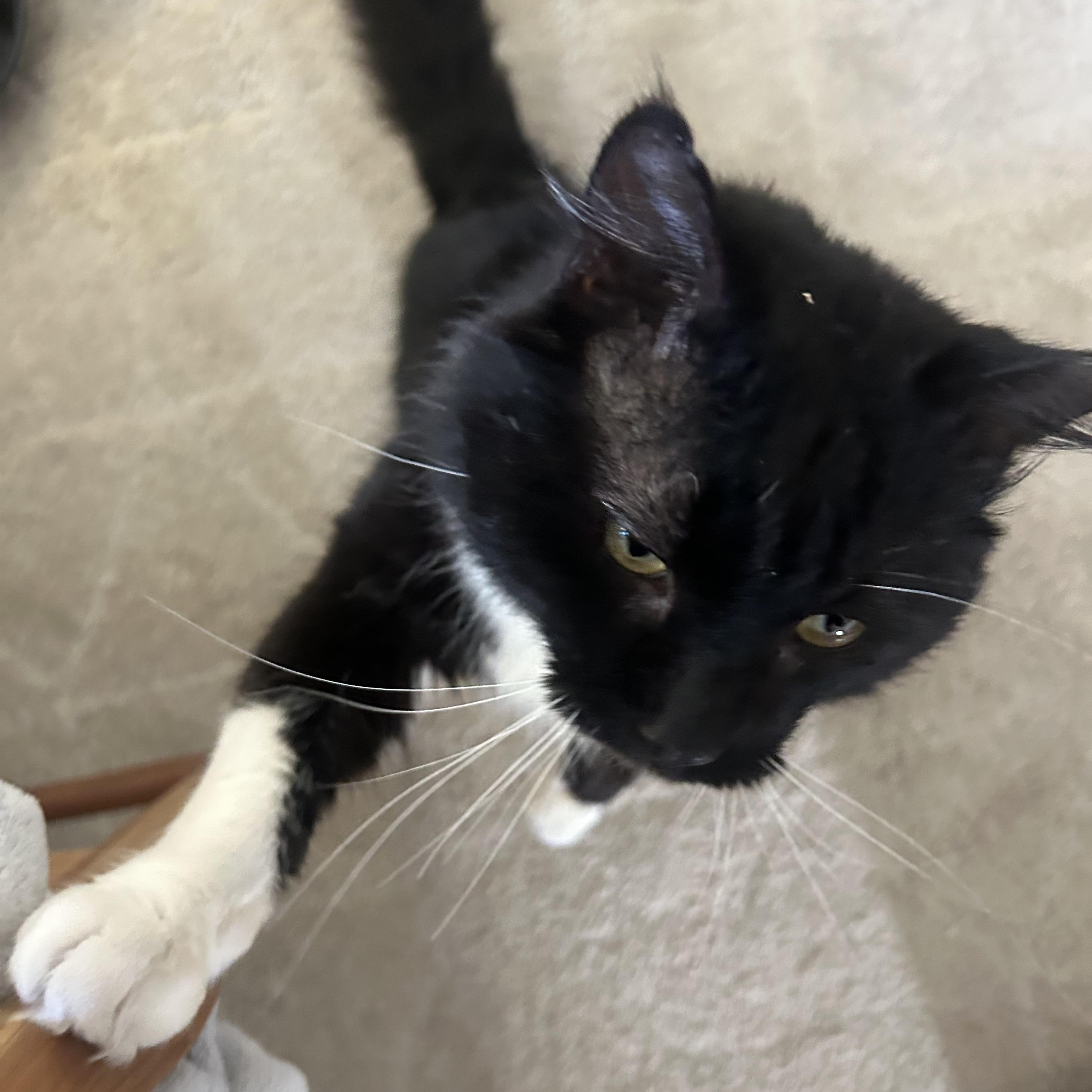 Enlarge Modest Mouse, an adopted Domestic Medium Hair in Milwaukee, WI image 3/6