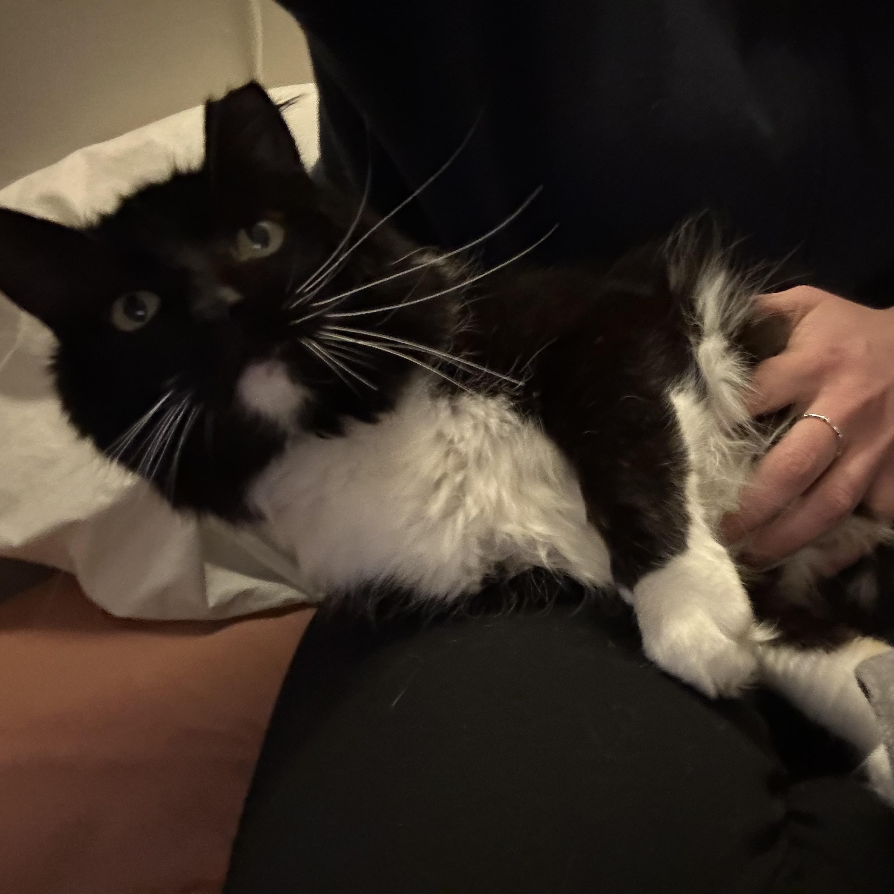 Enlarge Modest Mouse, an adopted Domestic Medium Hair in Milwaukee, WI image 6/6