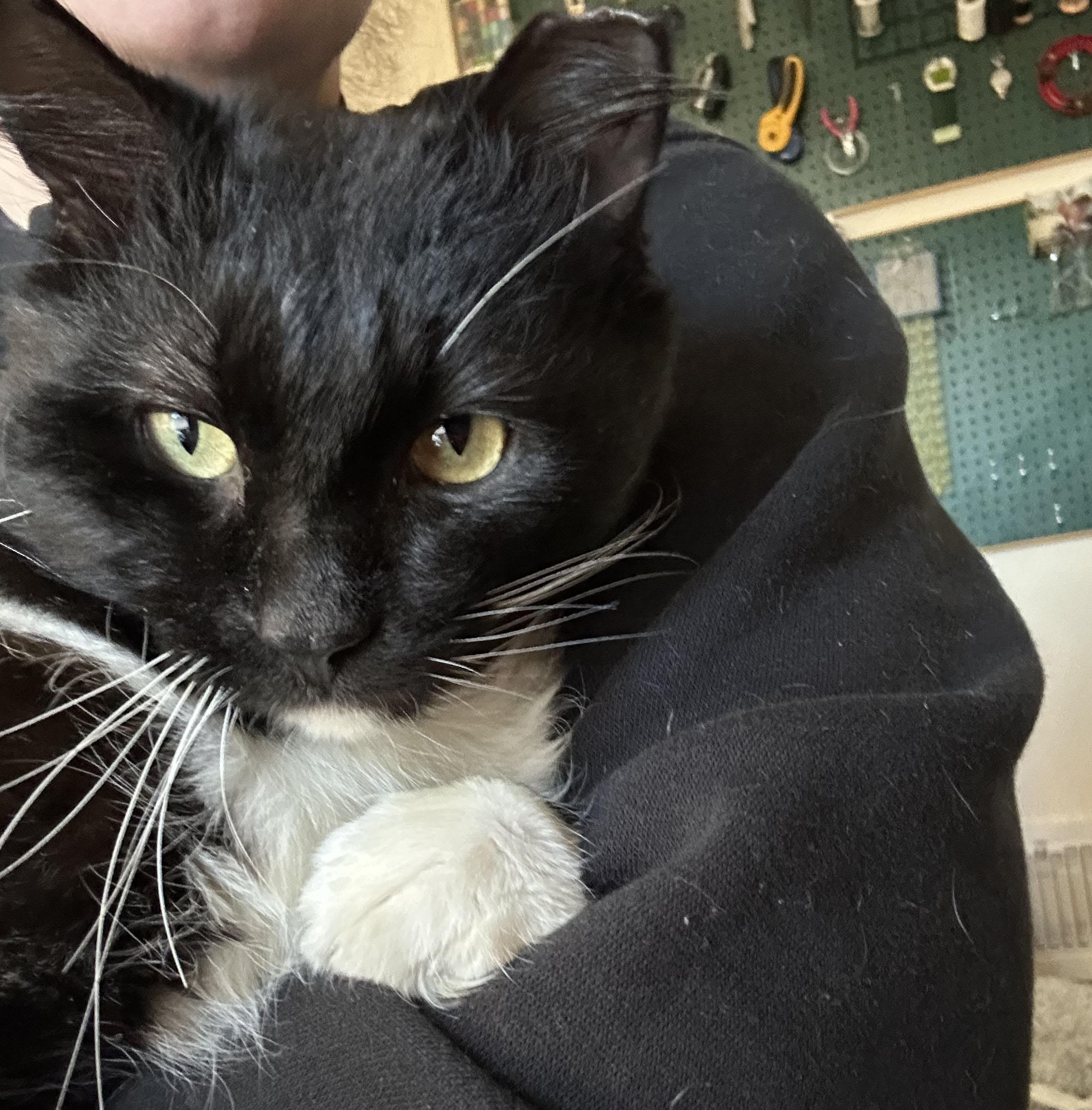 Modest Mouse, adopted, Adult Male Domestic Medium Hair.