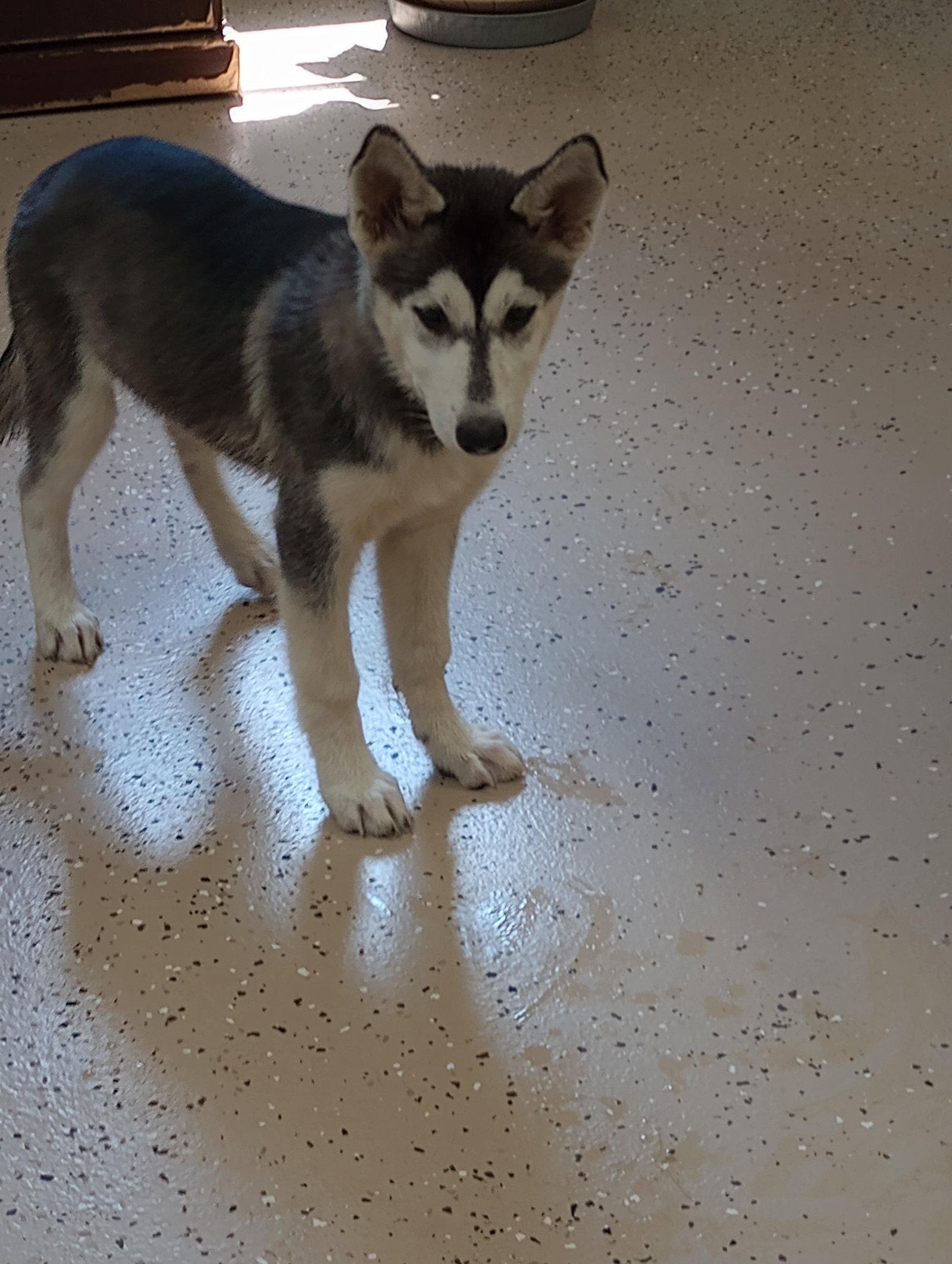 Nadine, a Adopted Husky in York, SC image 1/3