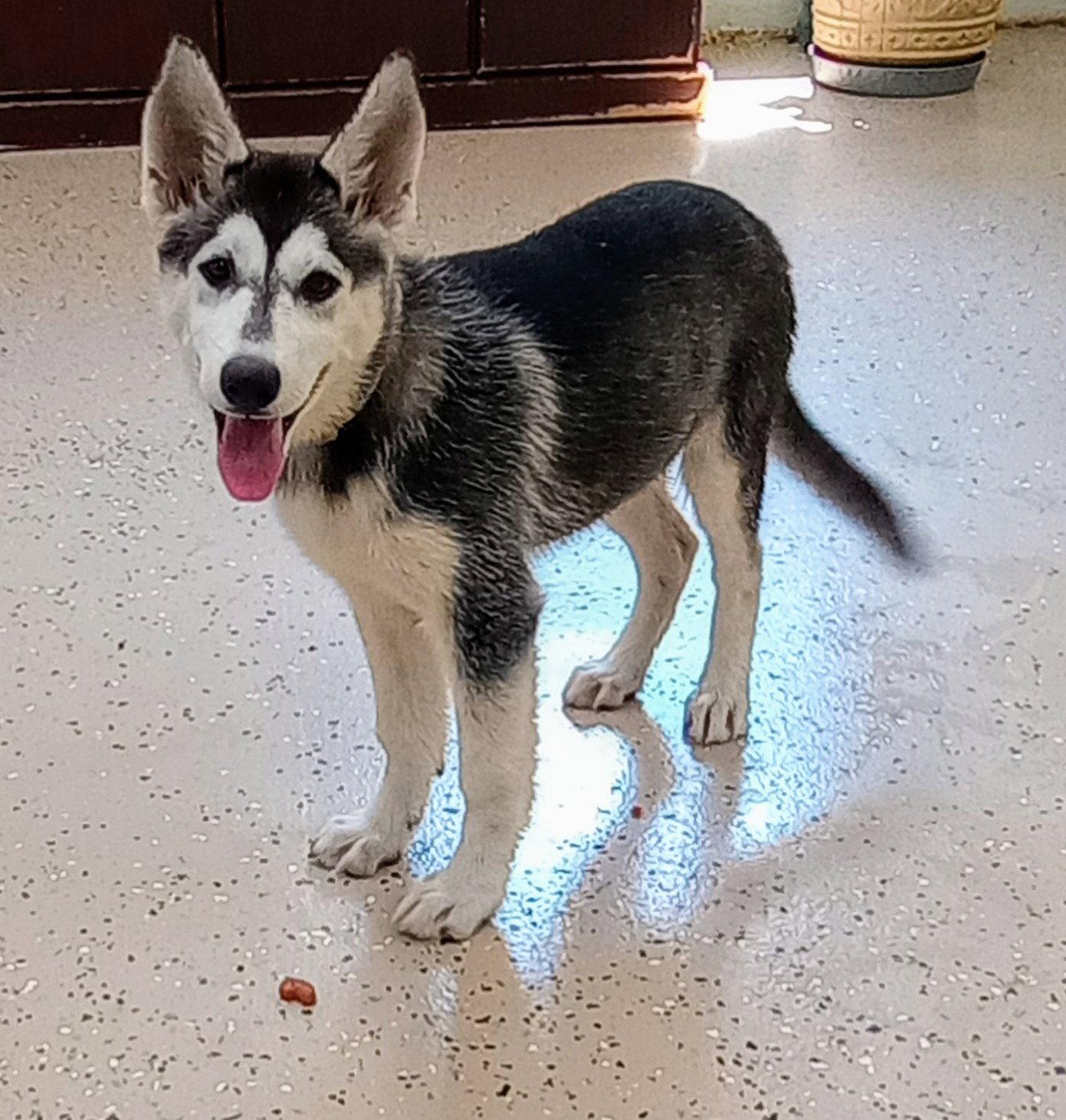 Nadine, a Adopted Husky in York, SC image 2/3