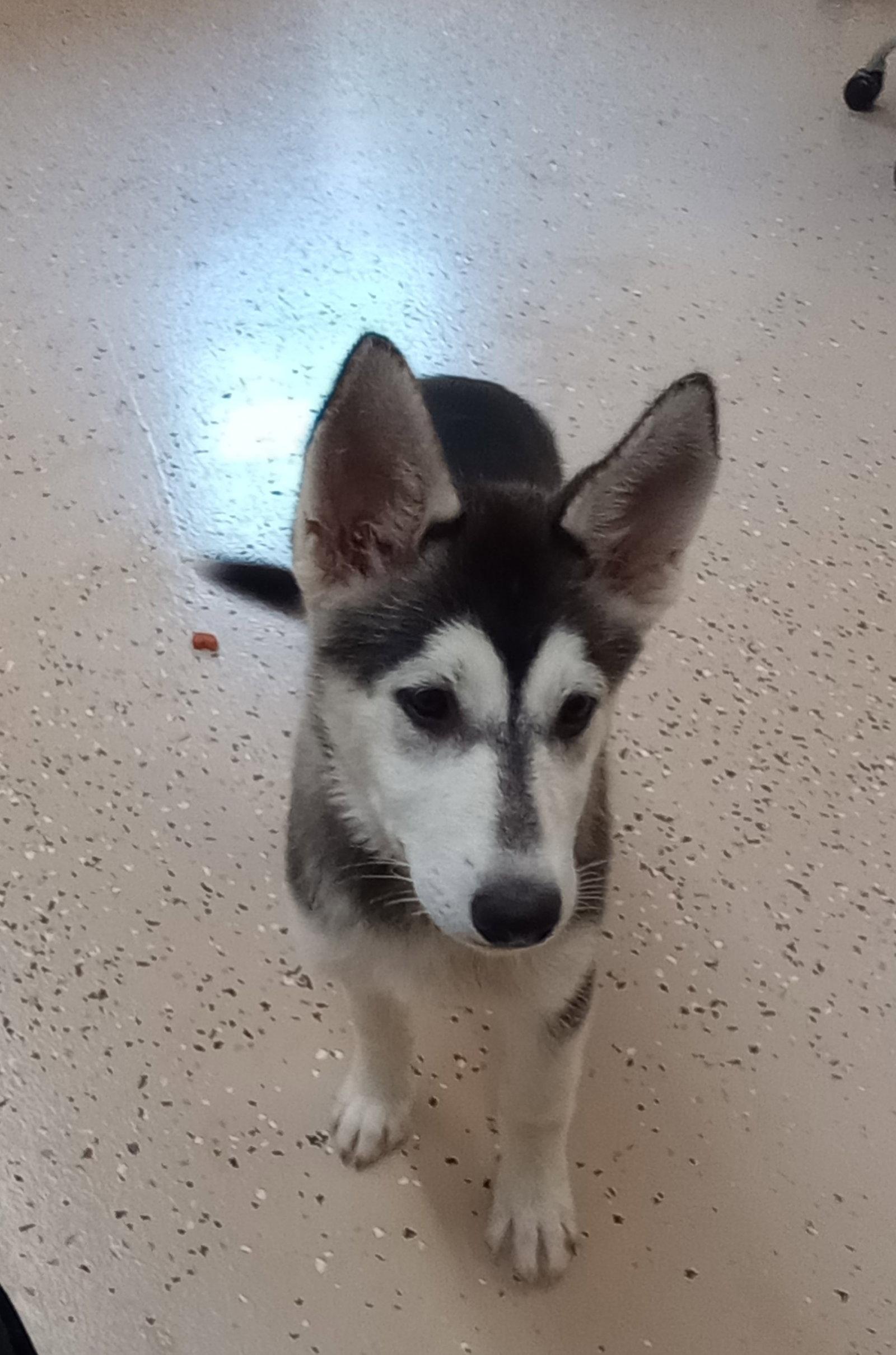 Nadine, a Adopted Husky in York, SC image 3/3