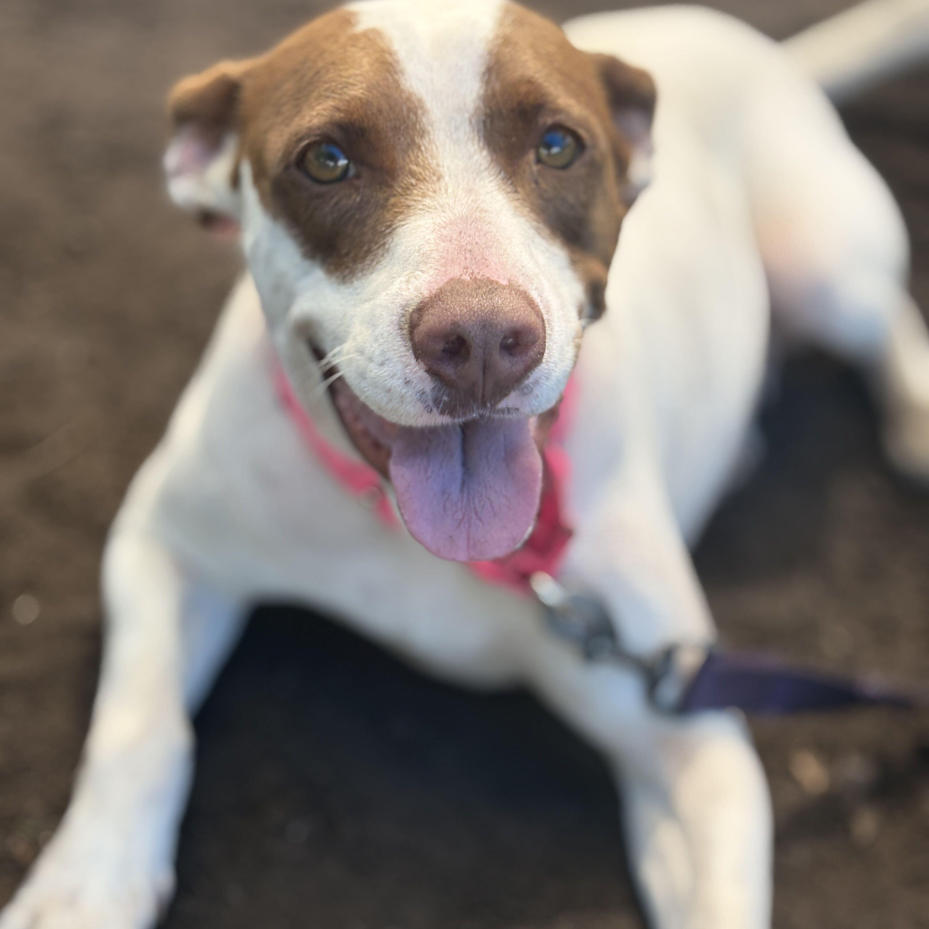 Enlarge MAMA, a Adoptable Mixed Breed in Fernandina Beach, FL image 3/3