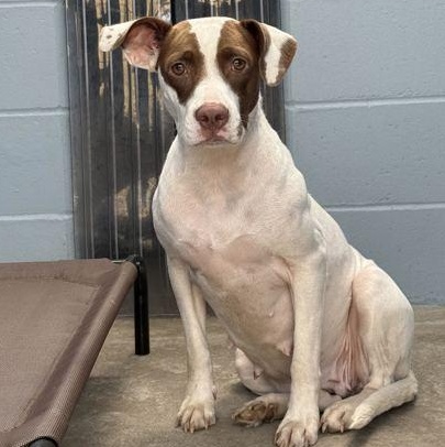 Enlarge MAMA, a Adoptable Mixed Breed in Fernandina Beach, FL image 2/3