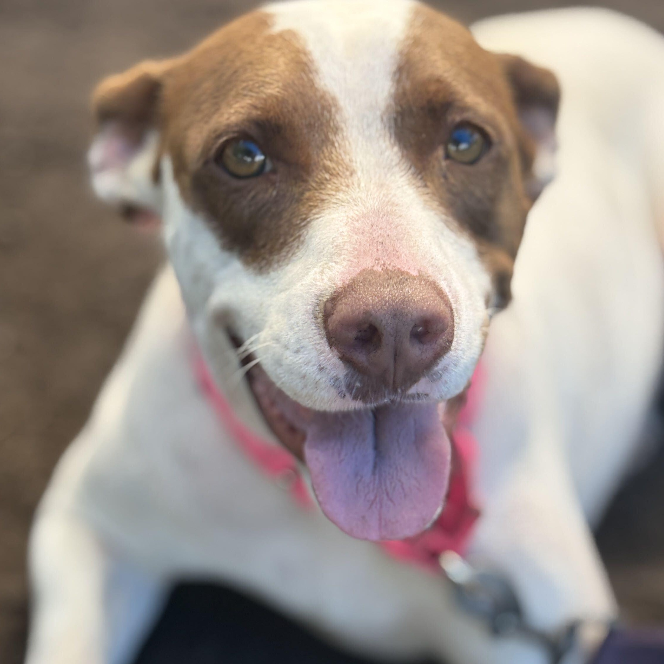 Enlarge MAMA, a Adoptable Mixed Breed in Fernandina Beach, FL image 1/3