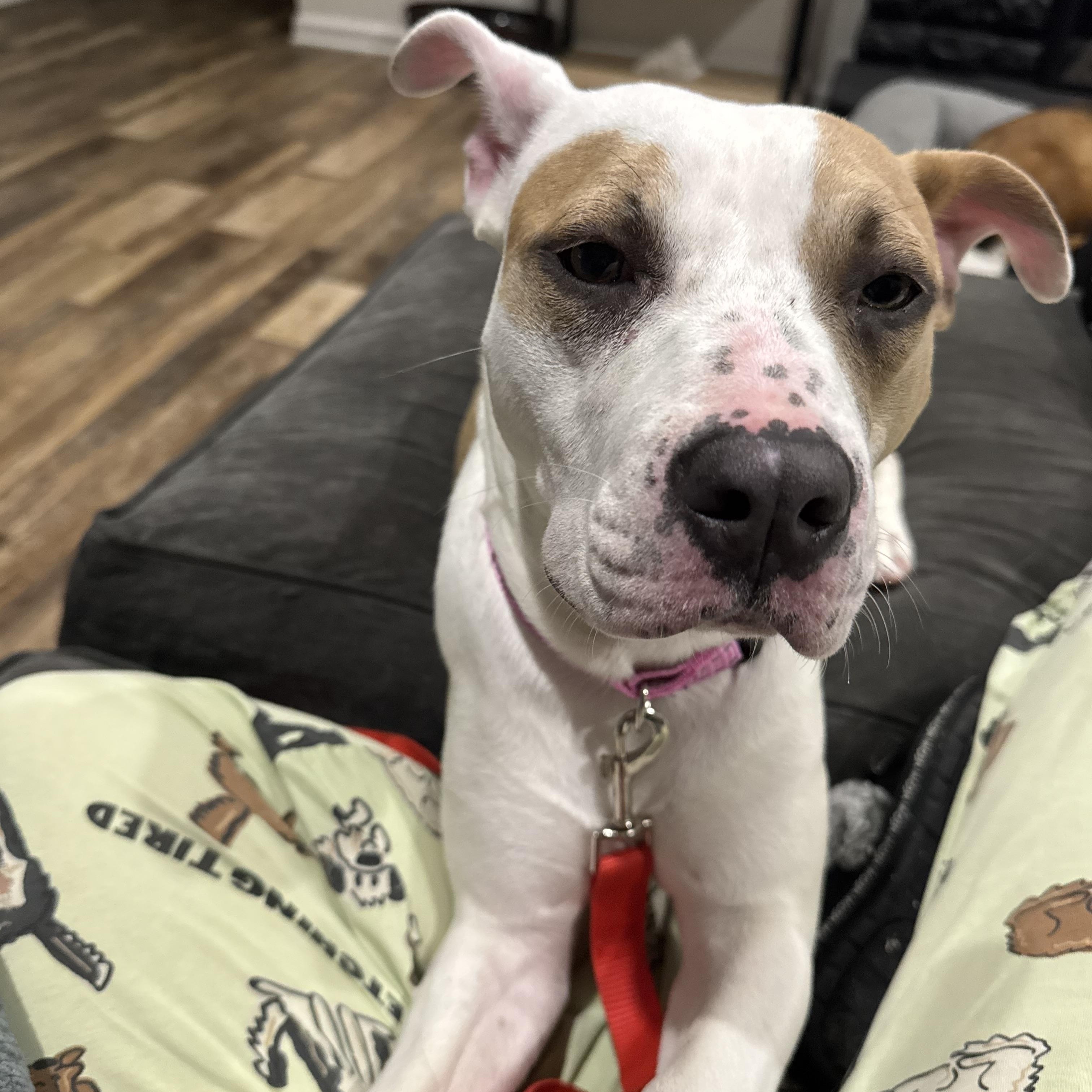 Daisy, adopted, Young Female Mixed Breed.