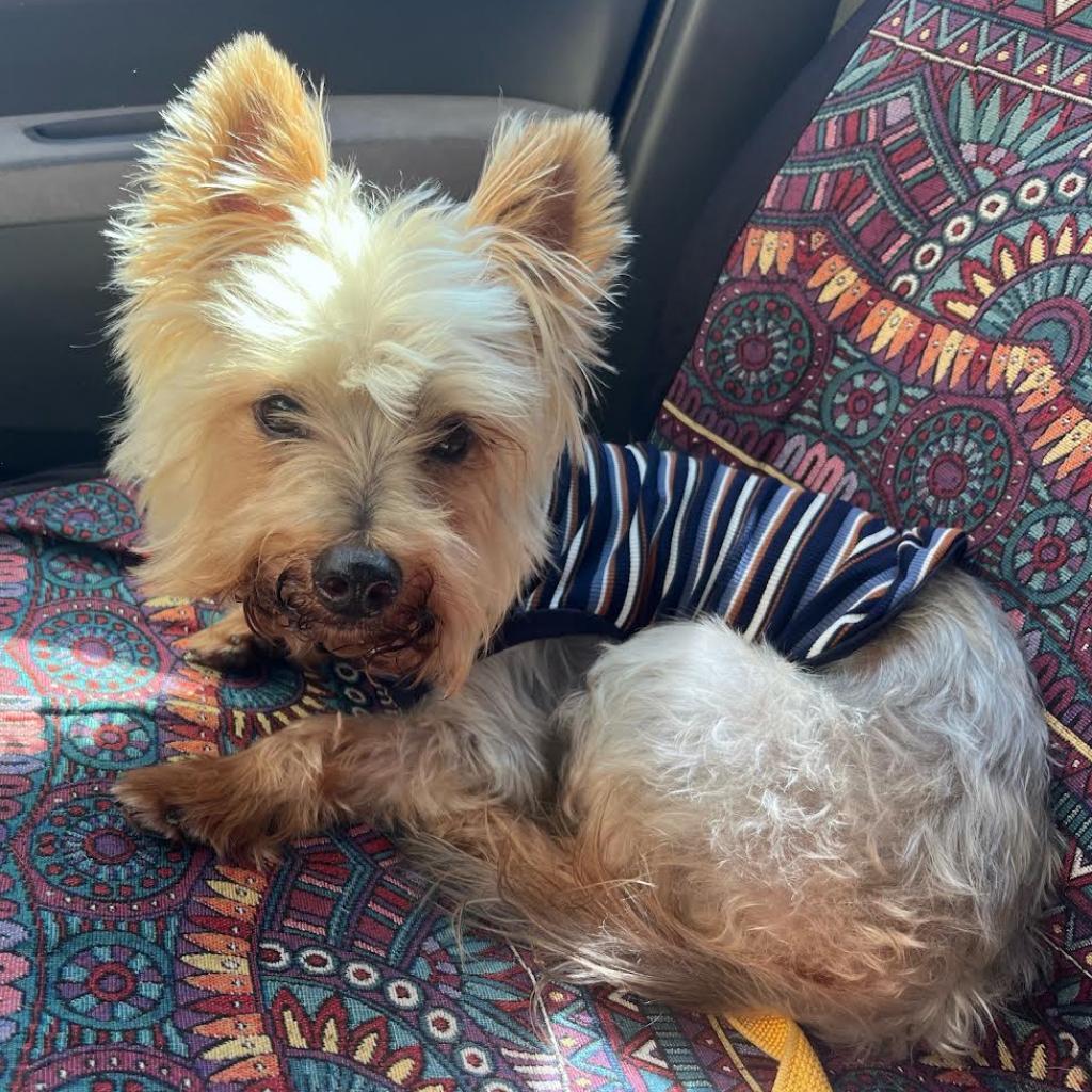 Timmy, a Adoptable Yorkshire Terrier in Bulverde, TX image 2/6