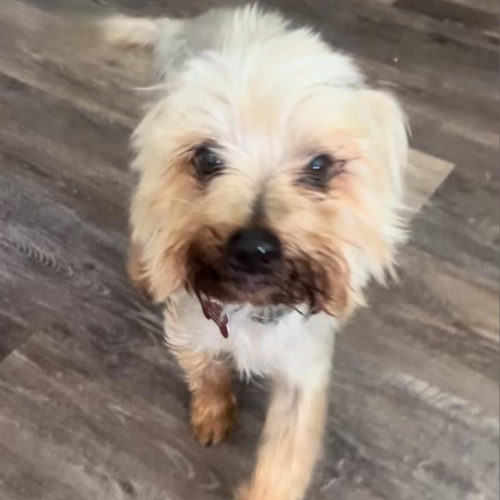 Timmy, a Adoptable Yorkshire Terrier in Bulverde, TX image 3/6
