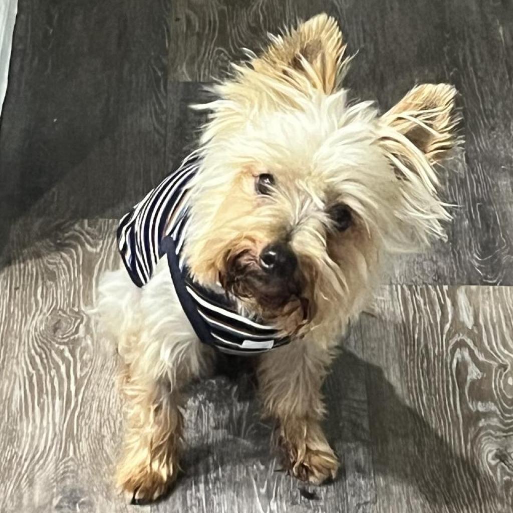Timmy, a Adoptable Yorkshire Terrier in Bulverde, TX image 5/6