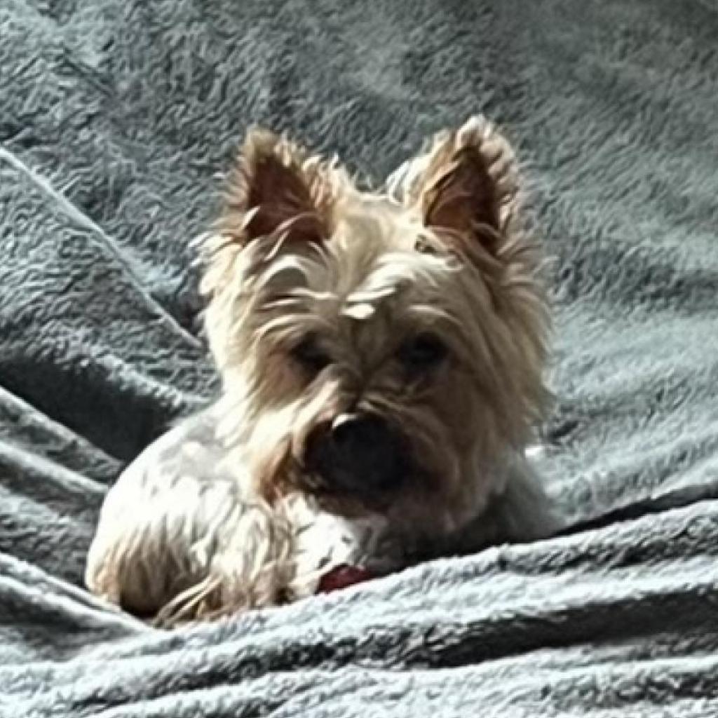 Timmy, a Adoptable Yorkshire Terrier in Bulverde, TX image 6/6