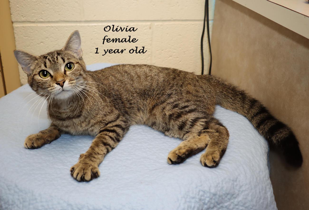 Enlarge Olivia, a Adoptable Tabby in Euclid, OH image 2/6