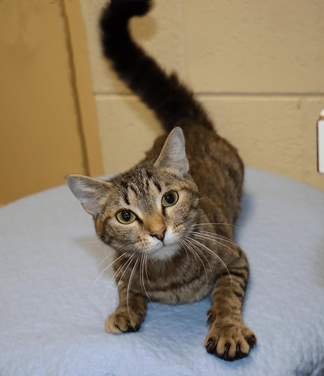 Enlarge Olivia, a Adoptable Tabby in Euclid, OH image 4/6