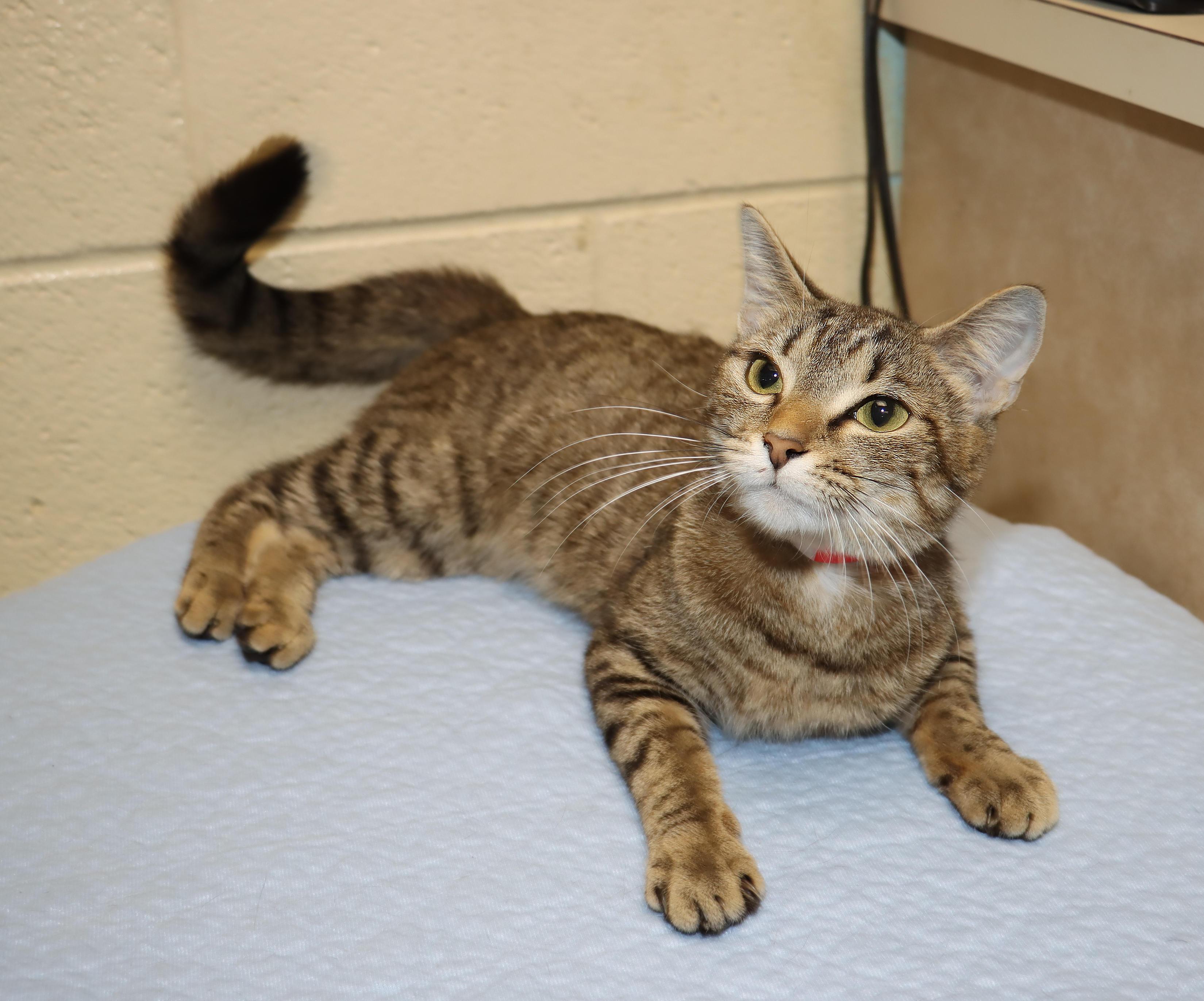Enlarge Olivia, a Adoptable Tabby in Euclid, OH image 5/6