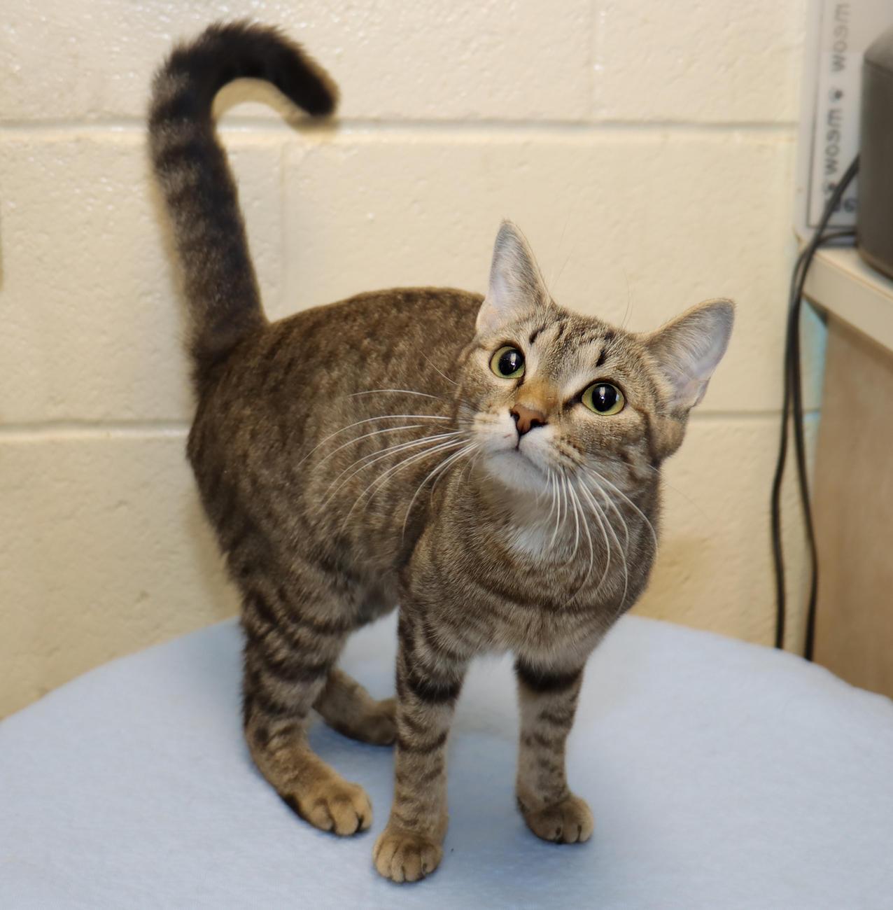 Enlarge Olivia, a Adoptable Tabby in Euclid, OH image 3/6