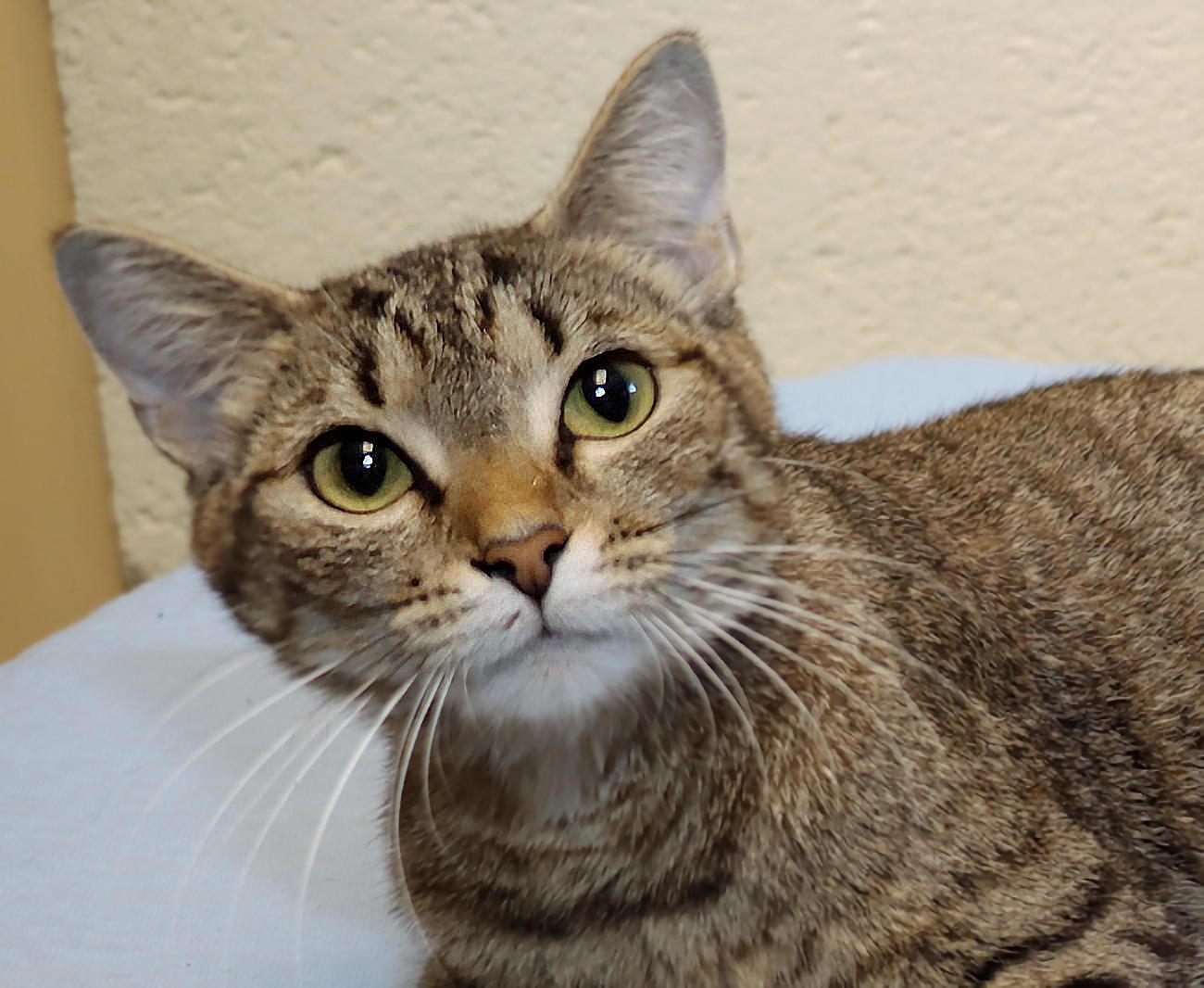 Olivia, Adoptable, Young Female Tabby.