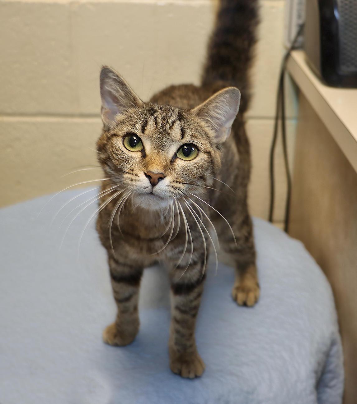 Enlarge Olivia, a Adoptable Tabby in Euclid, OH image 6/6