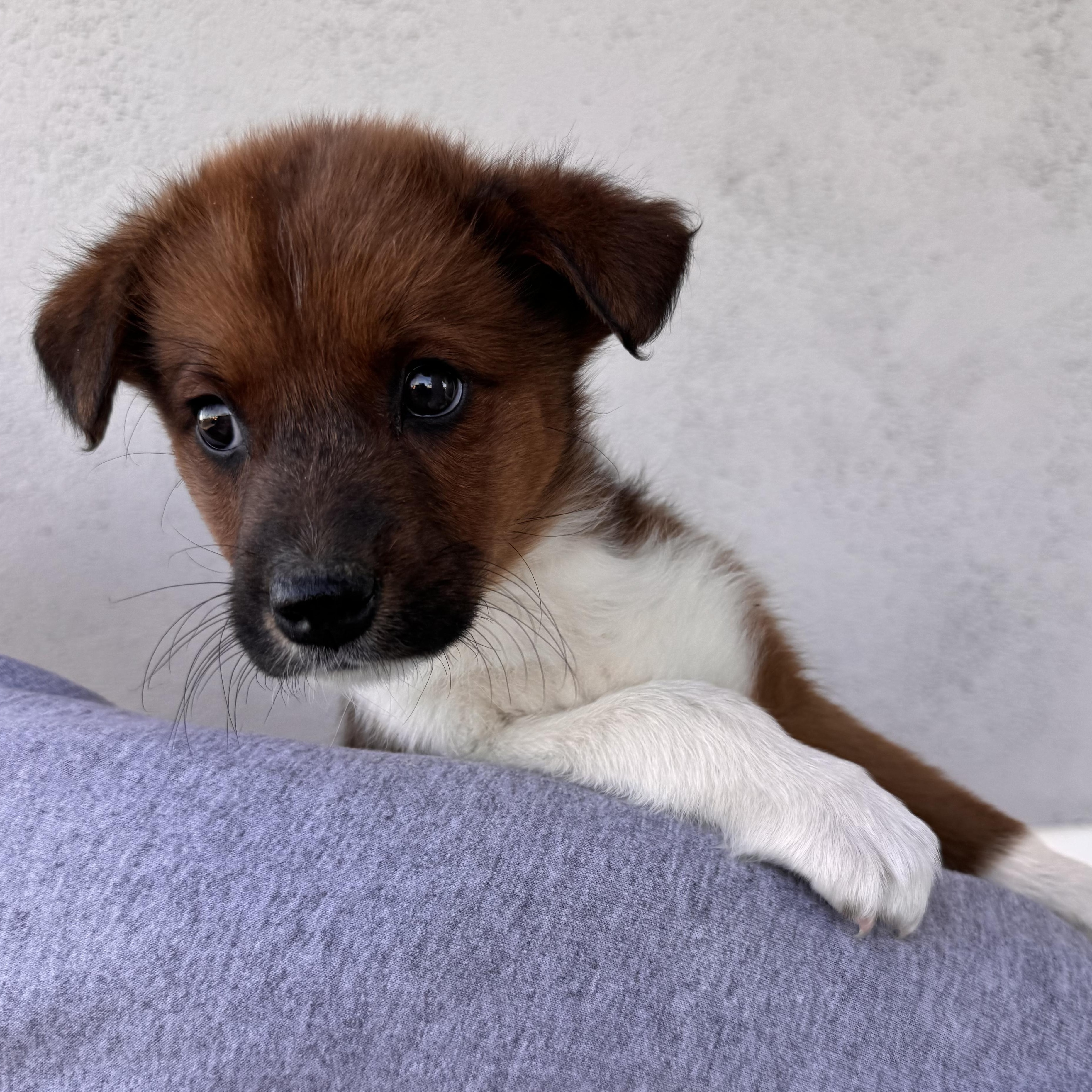 Enlarge Anastasia, an adoptable mixed breed in Henderson, NV image 1/1