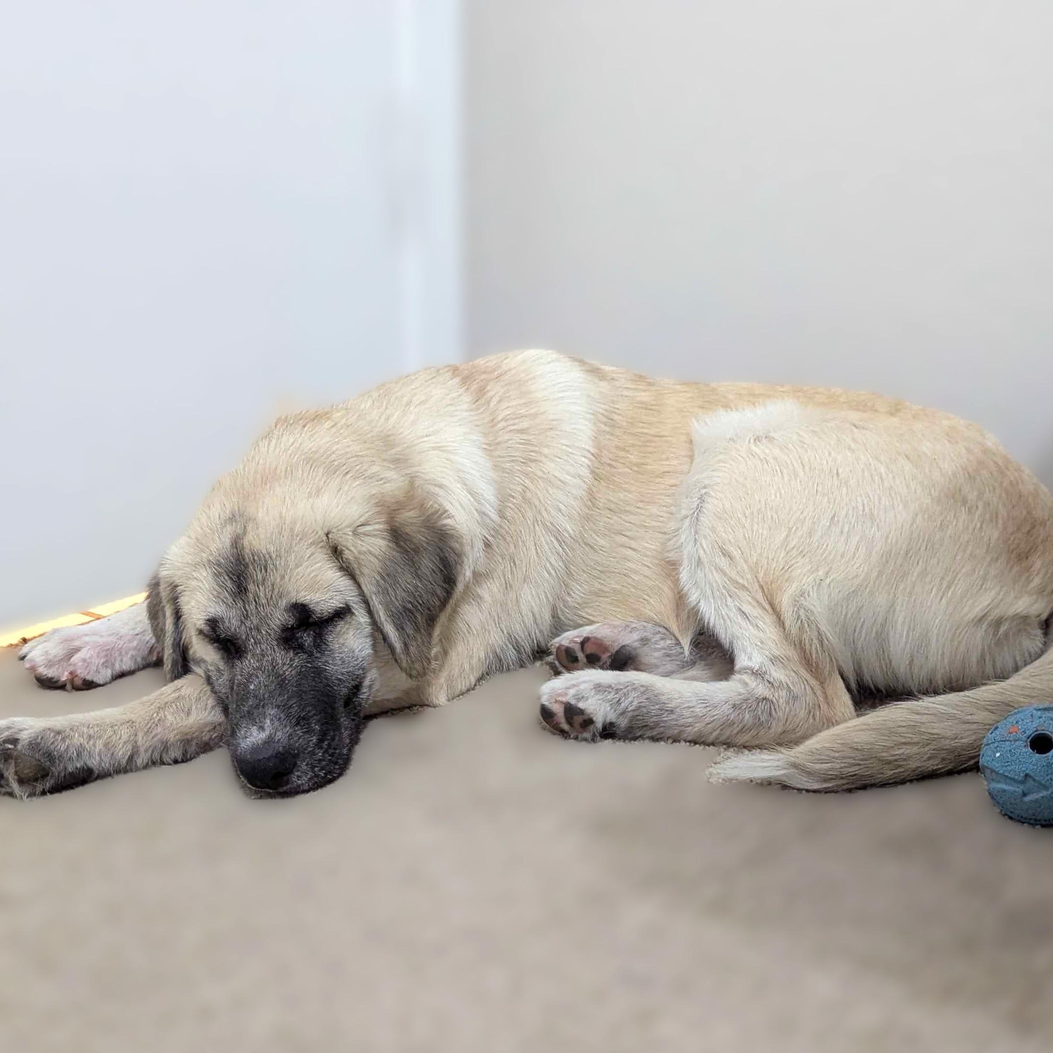 Enlarge Sesame, a Adoptable mixed breed in Portland, OR image 3/6