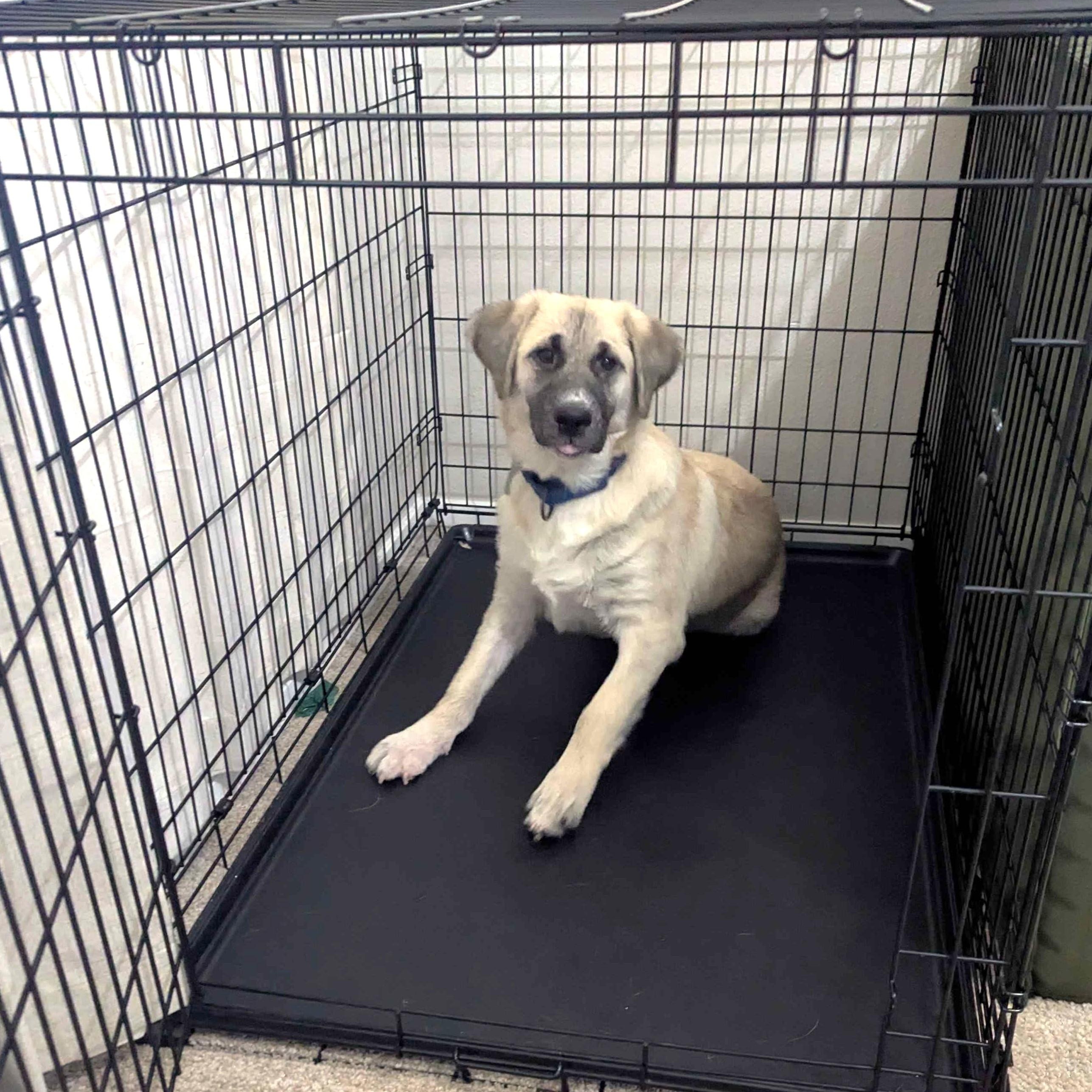 Enlarge Sesame, a Adoptable mixed breed in Portland, OR image 4/6