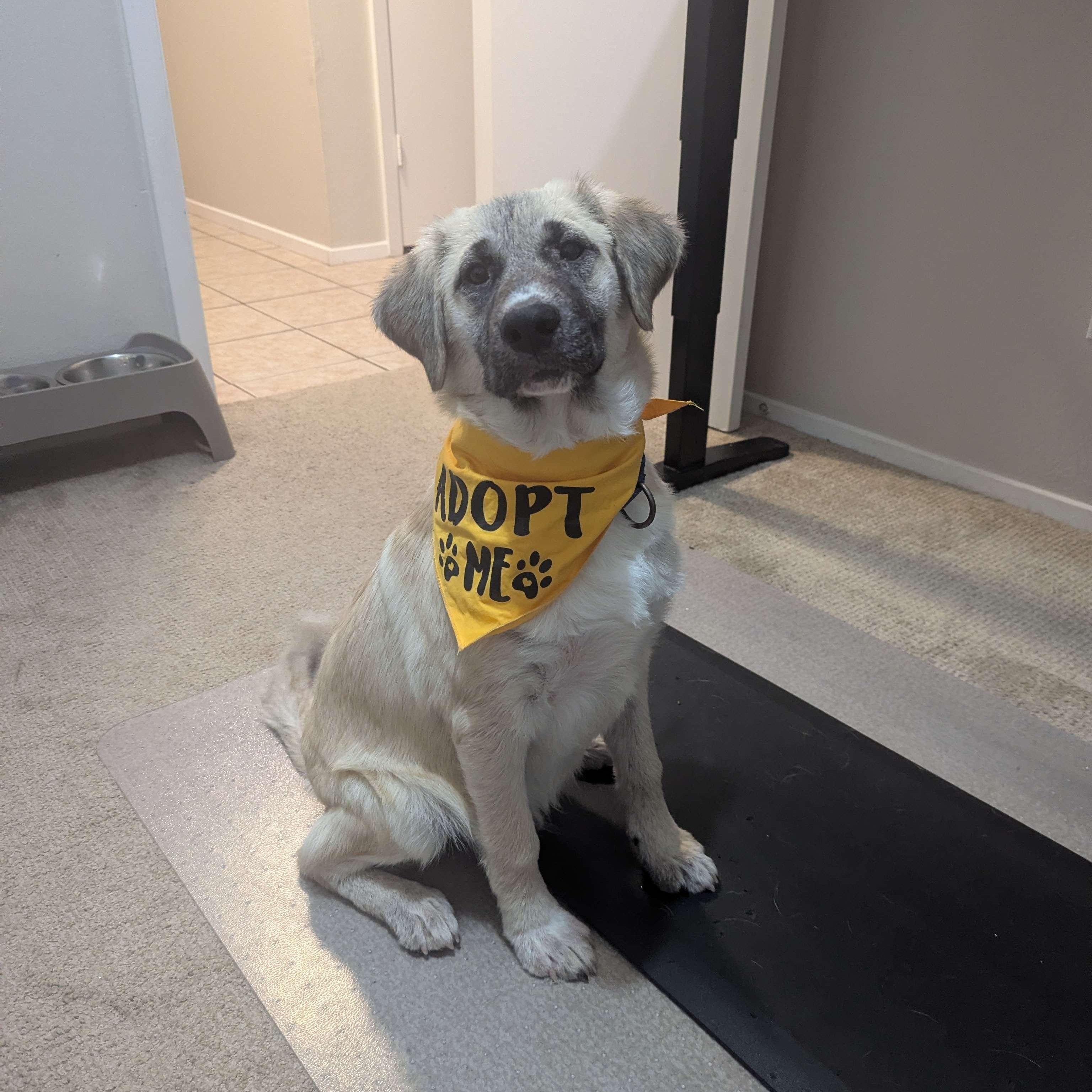 Enlarge Sesame, a Adoptable mixed breed in Portland, OR image 1/6