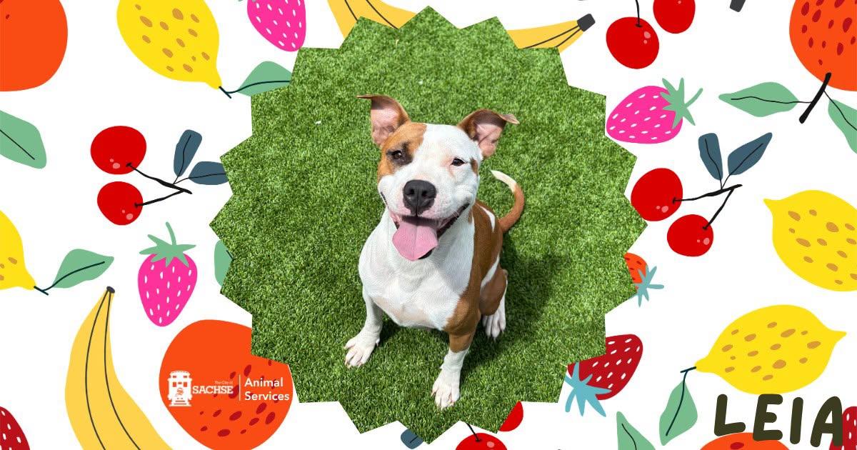Leia, ADOPTABLE, Young Female Pit Bull Terrier.