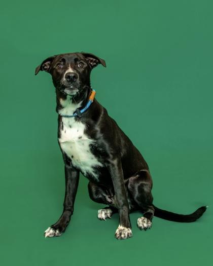 Enlarge Reacher, a Adoptable mixed breed in Sevierville, TN image 1/3