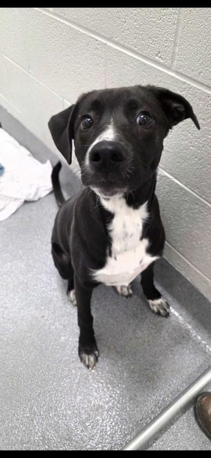 Enlarge Reacher, a Adoptable mixed breed in Sevierville, TN image 2/3