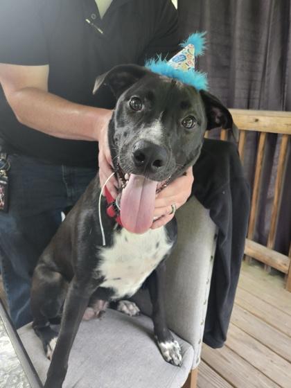 Enlarge Reacher, a Adoptable mixed breed in Sevierville, TN image 3/3