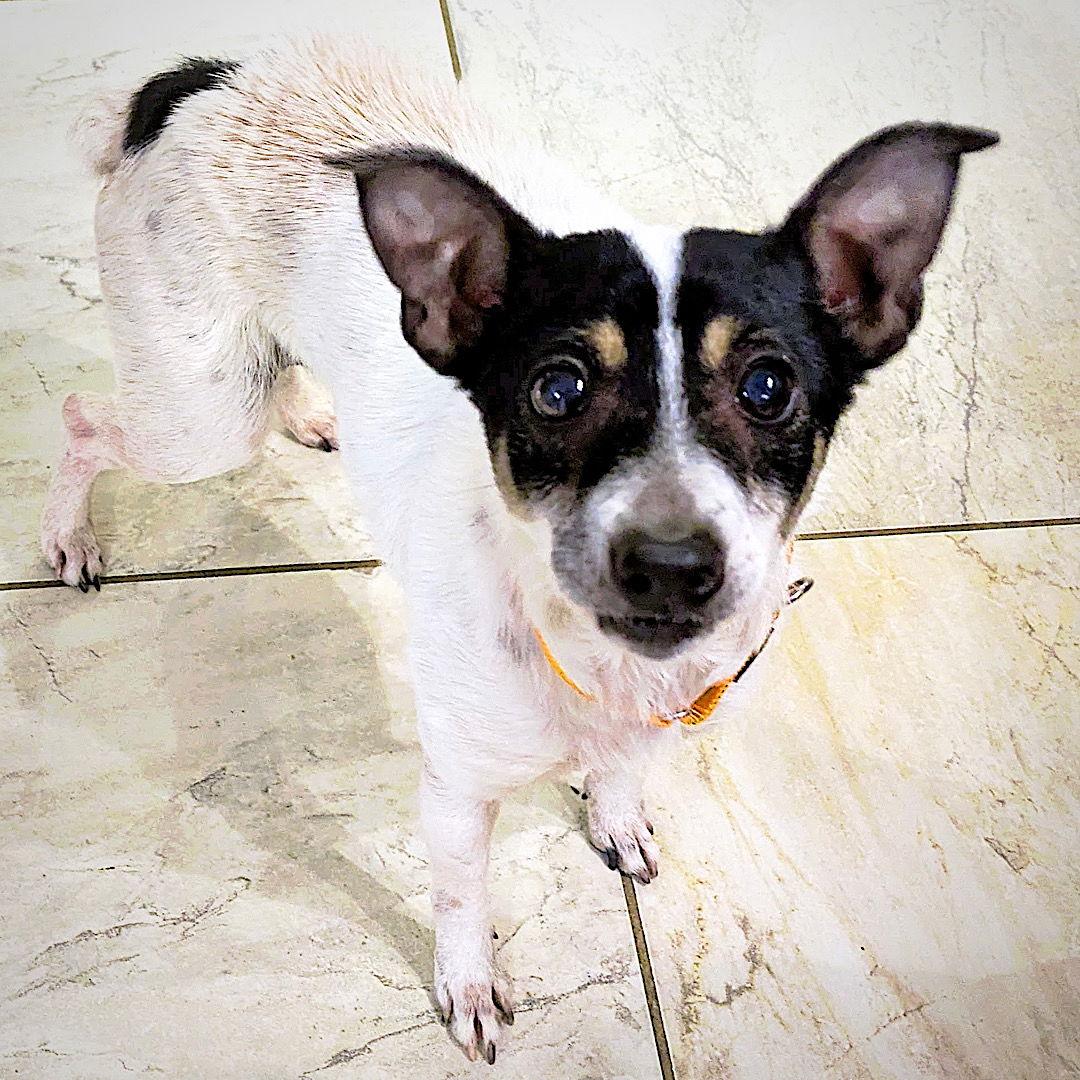Brie (TN), a Adoptable Rat Terrier in Chattanooga, TN image 3/3