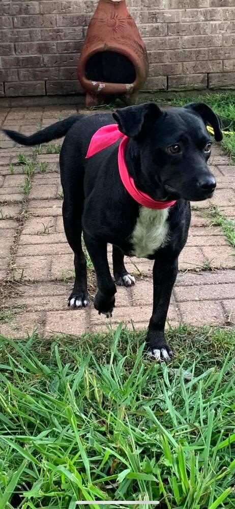 MOCHA, Adopted, Adult Female Border Collie & Labrador Retriever.