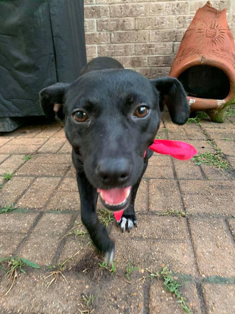 Enlarge MOCHA, a Adopted mixed breed in Richmond, TX image 2/4