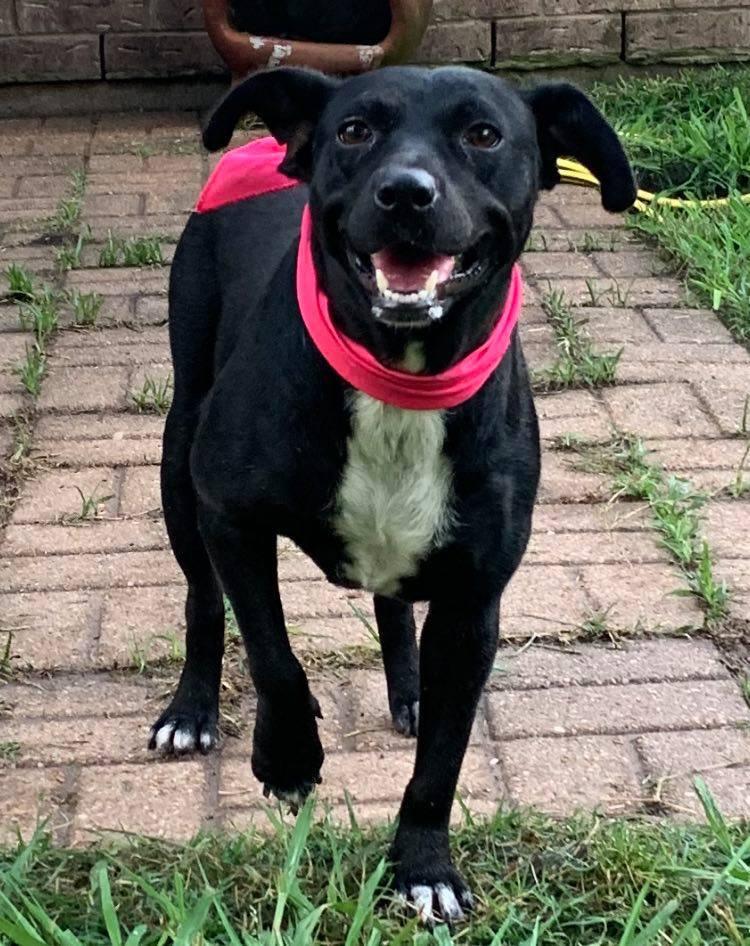 Enlarge MOCHA, a Adopted mixed breed in Richmond, TX image 3/4