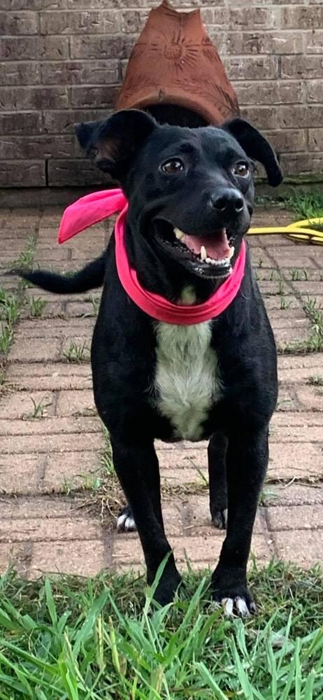 Enlarge MOCHA, a Adopted mixed breed in Richmond, TX image 4/4