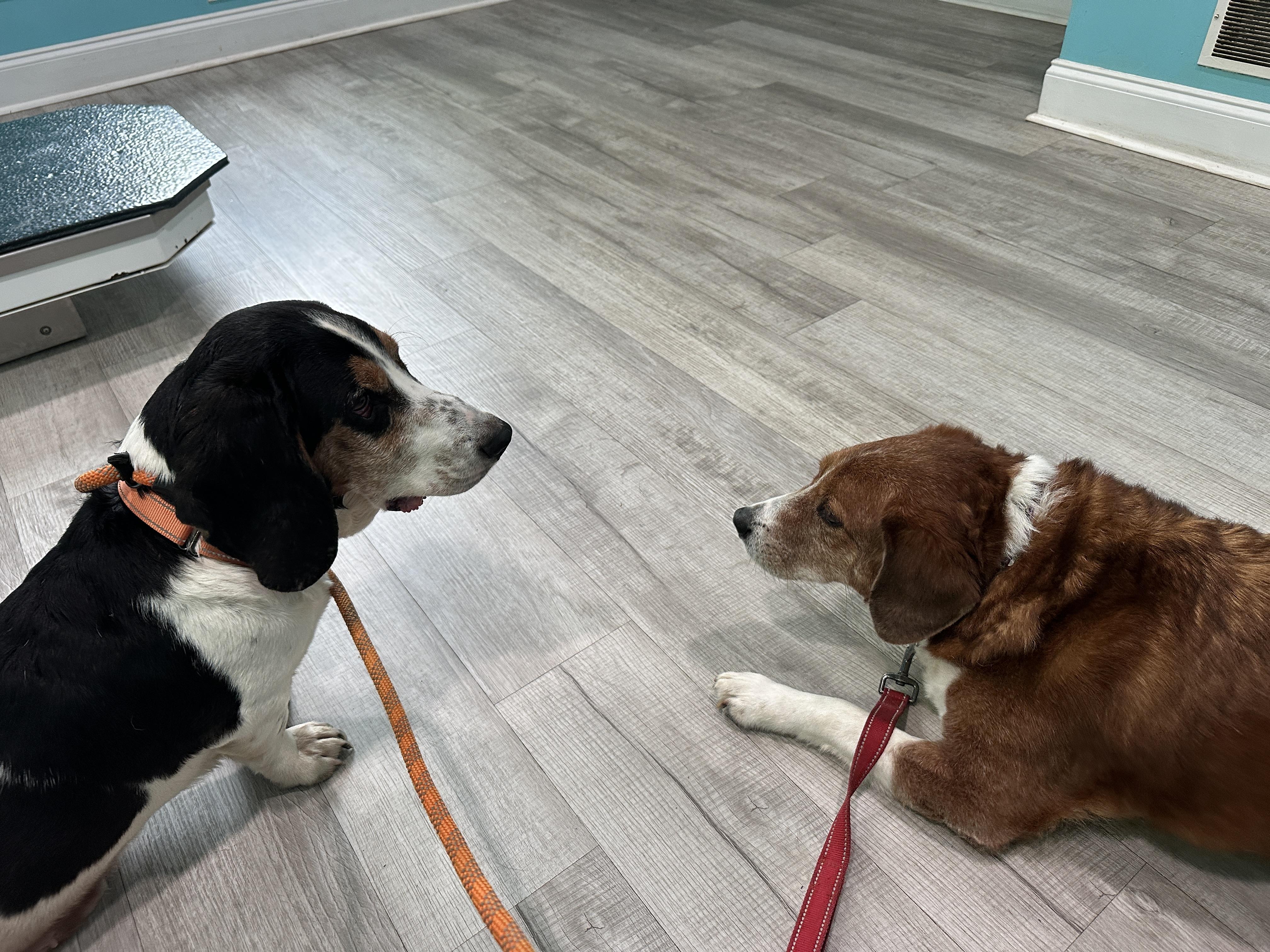 Enlarge Boscoe, a ADOPTABLE Basset Hound in Columbia, SC image 4/5