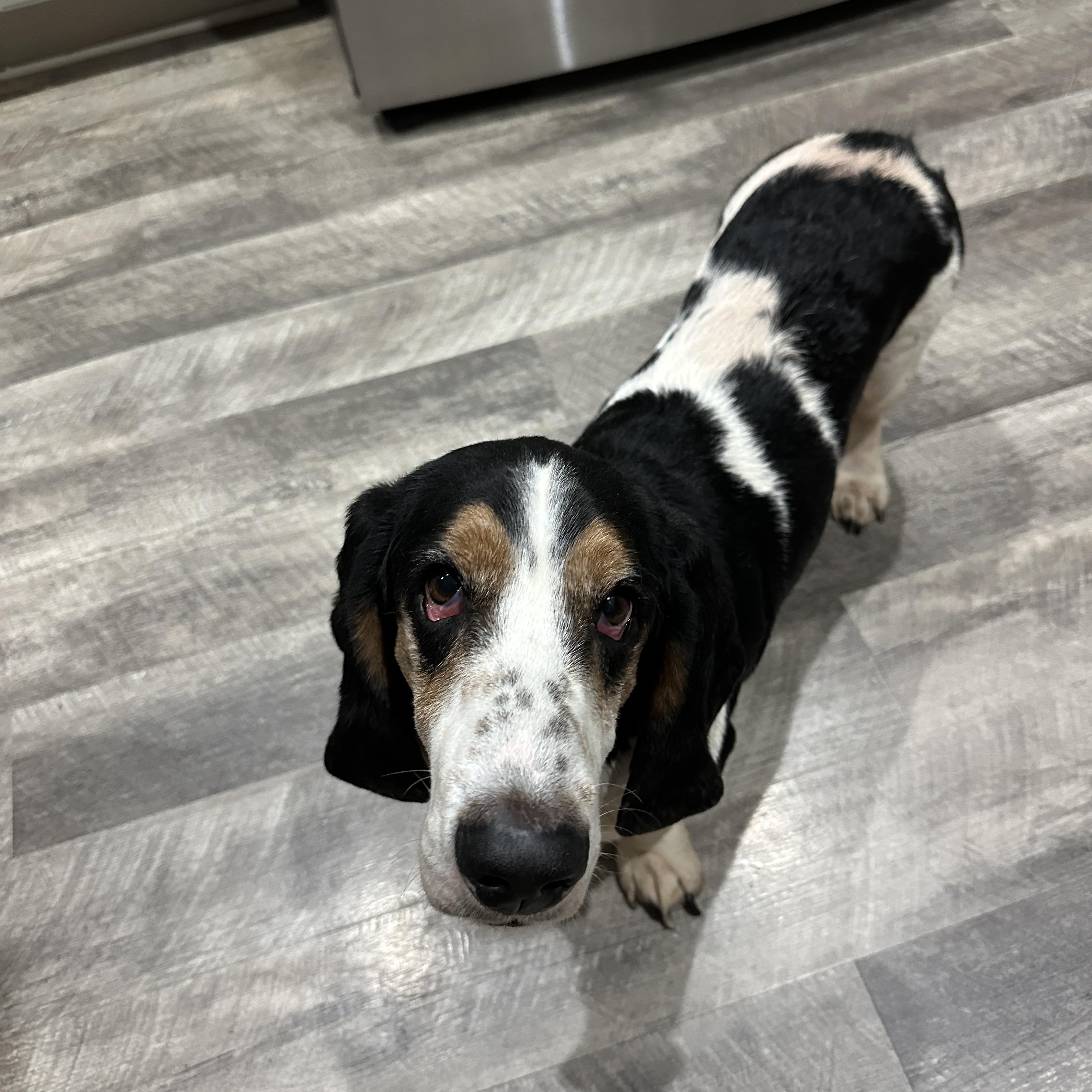 Enlarge Boscoe, a ADOPTABLE Basset Hound in Columbia, SC image 3/5