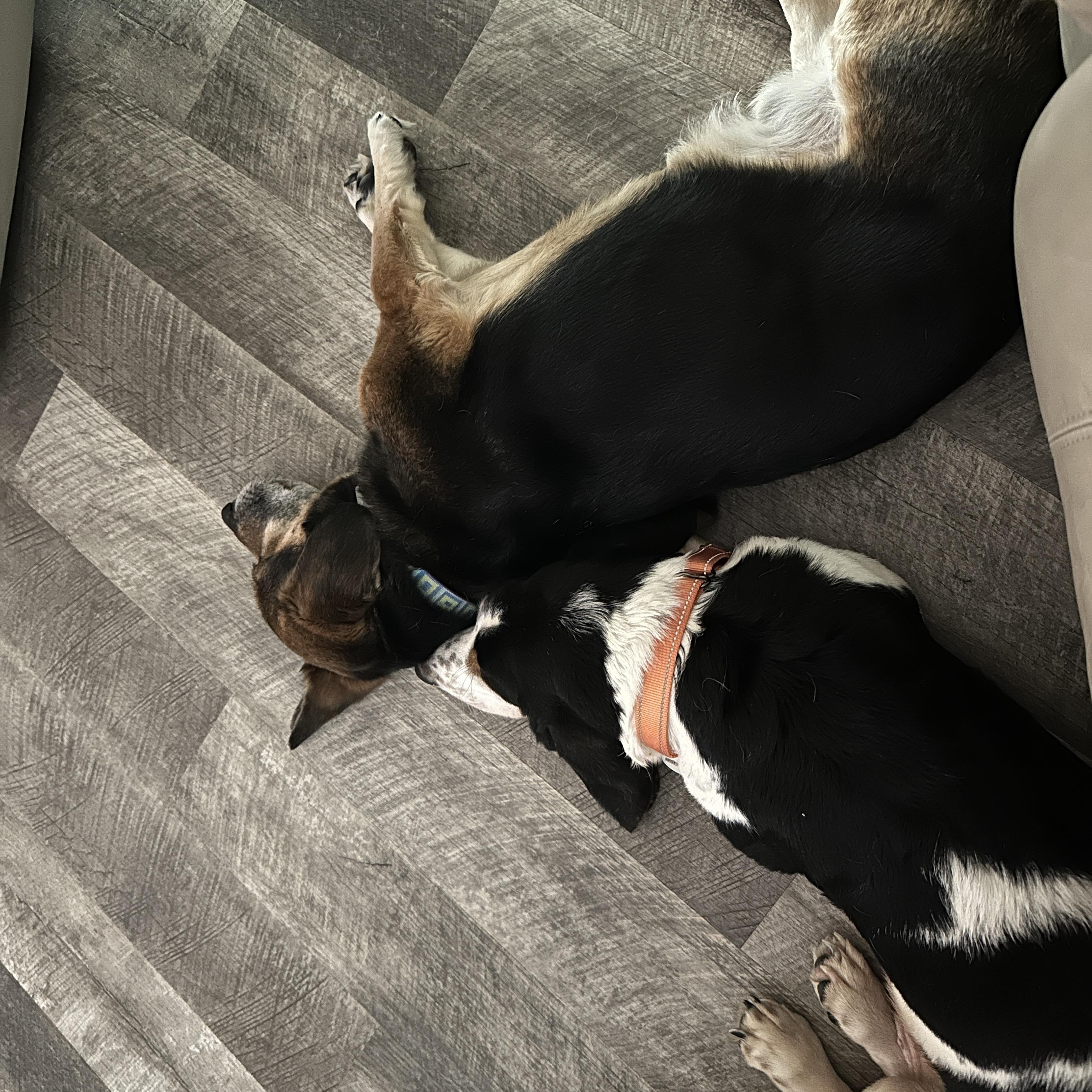 Enlarge Boscoe, a ADOPTABLE Basset Hound in Columbia, SC image 2/5