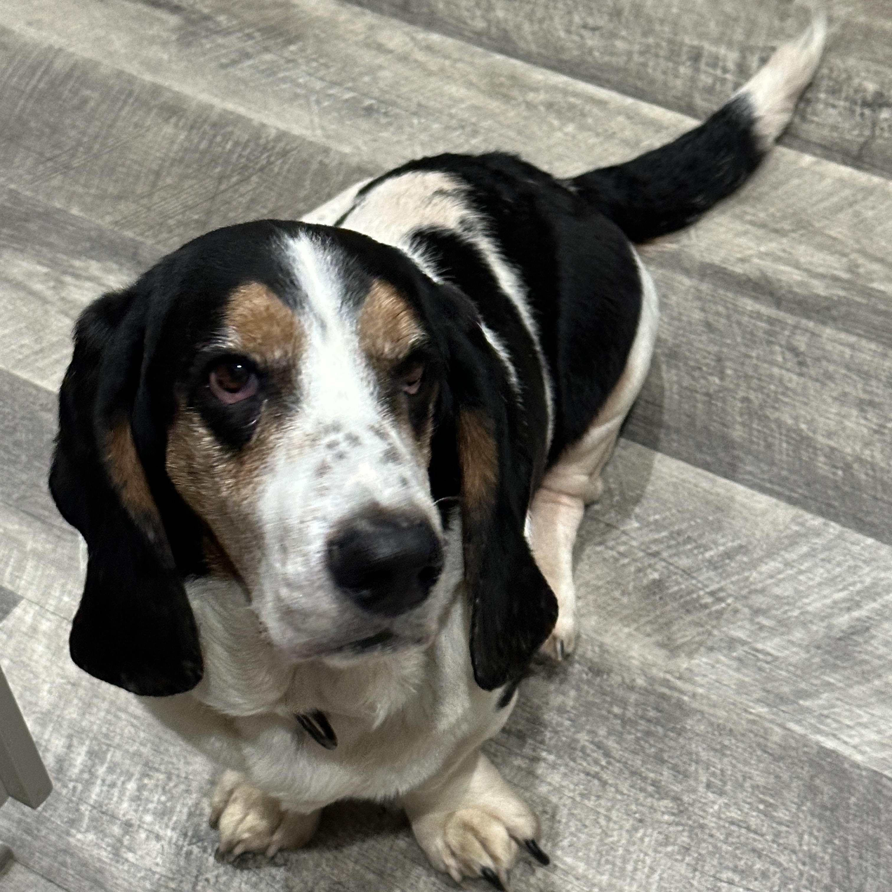 Boscoe, ADOPTABLE, Adult Male Basset Hound.