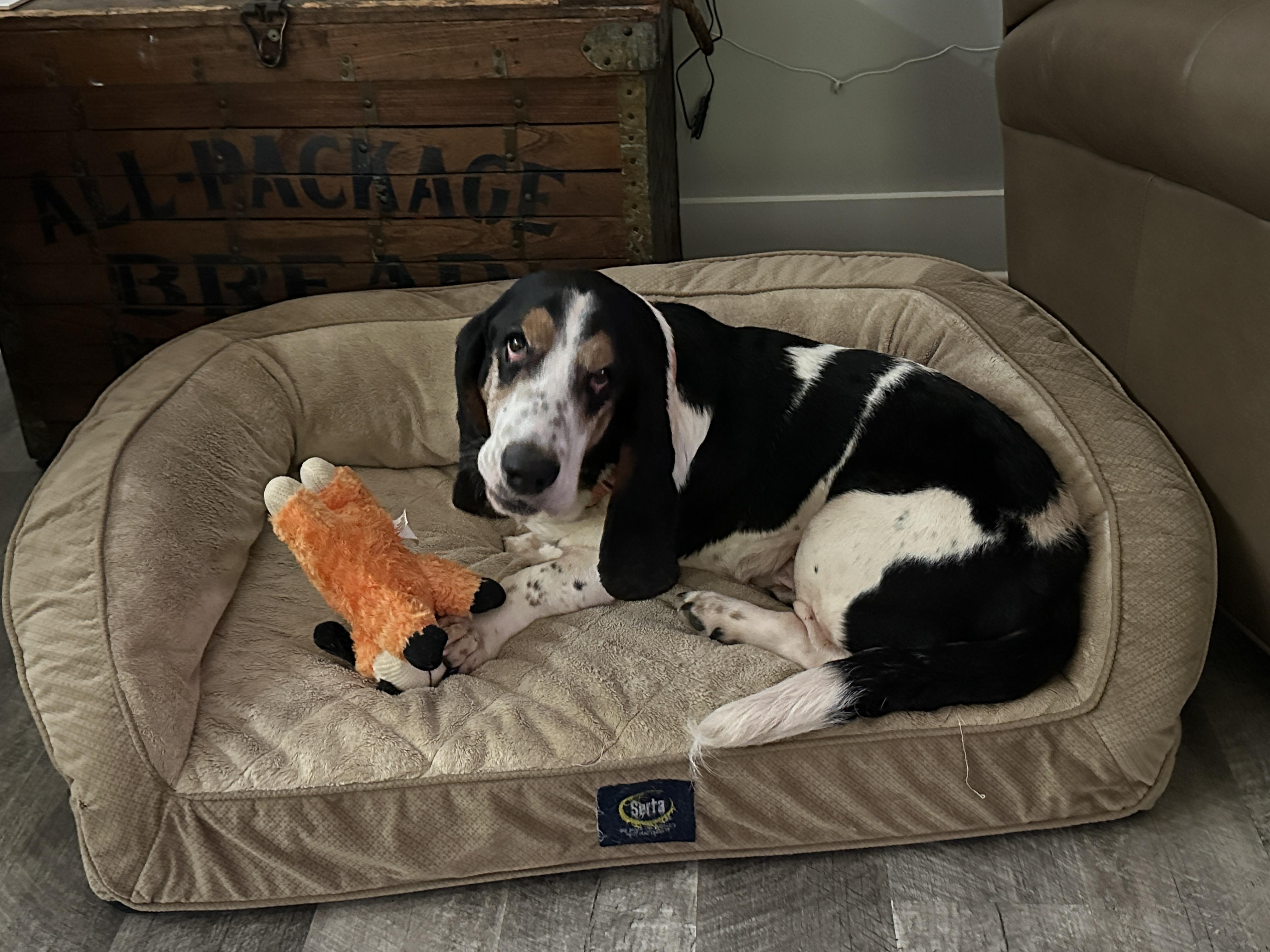 Enlarge Boscoe, a ADOPTABLE Basset Hound in Columbia, SC image 5/5