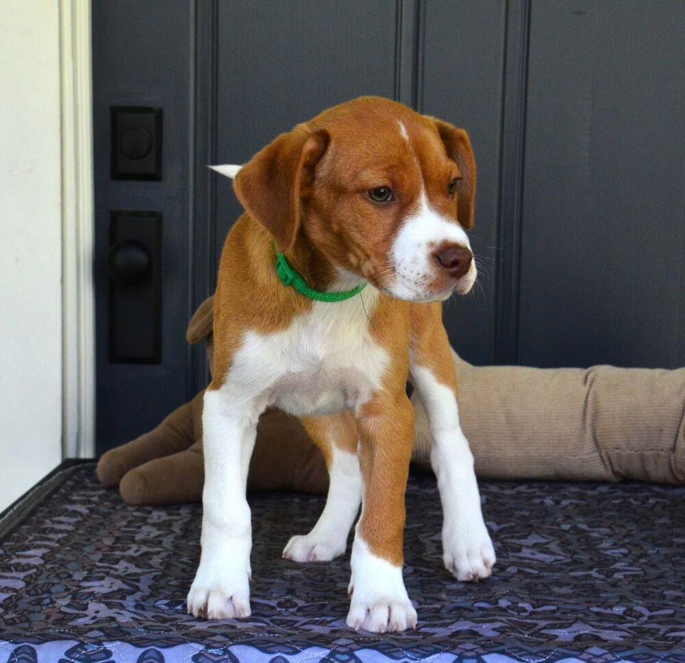 Diesel, Adoptable, Puppy Male Hound.