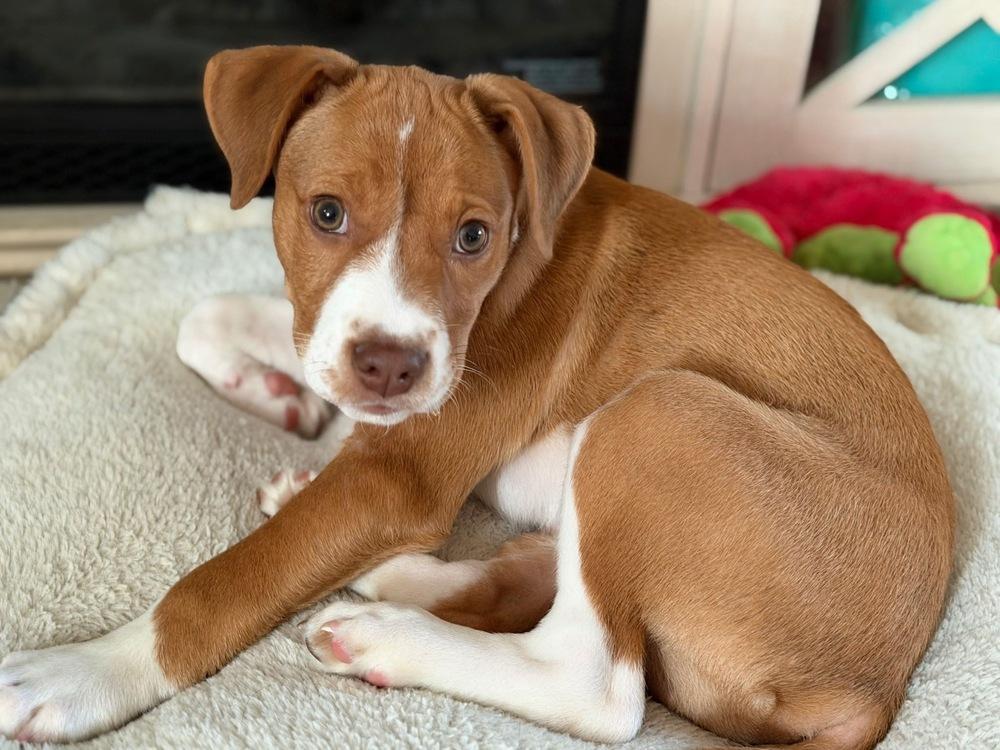 Enlarge Diesel, a Adoptable mixed breed in Willingboro, NJ image 2/6