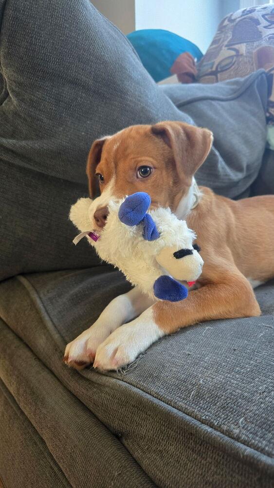 Enlarge Diesel, a Adoptable mixed breed in Willingboro, NJ image 3/6