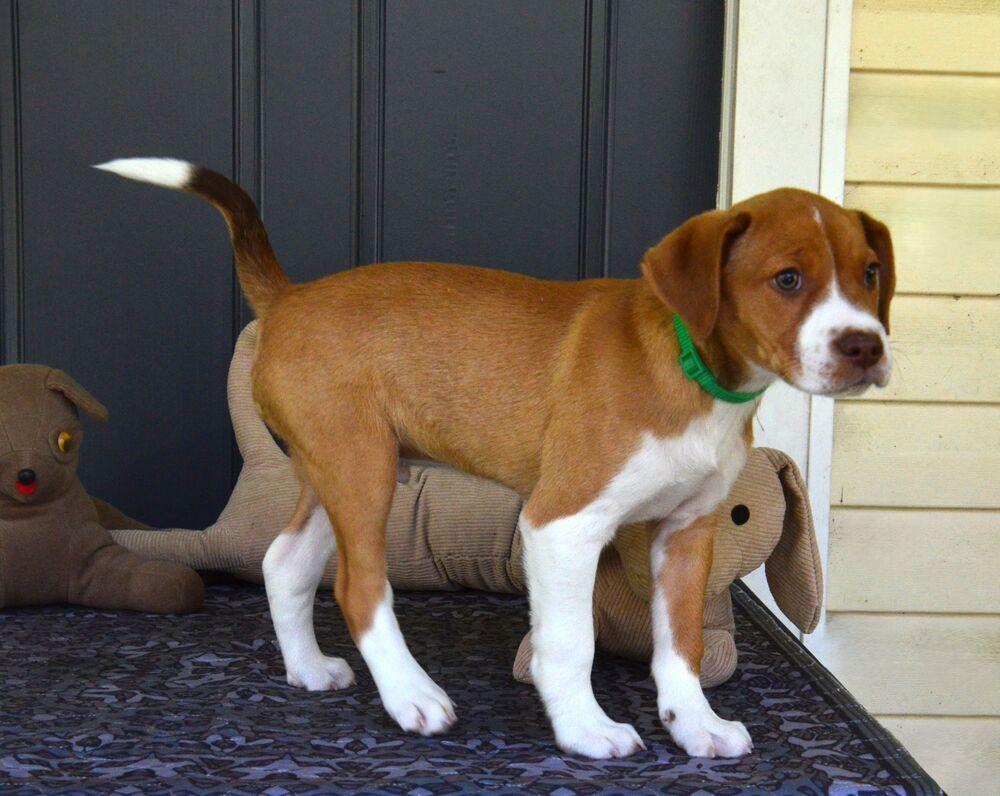 Enlarge Diesel, a Adoptable mixed breed in Willingboro, NJ image 4/6