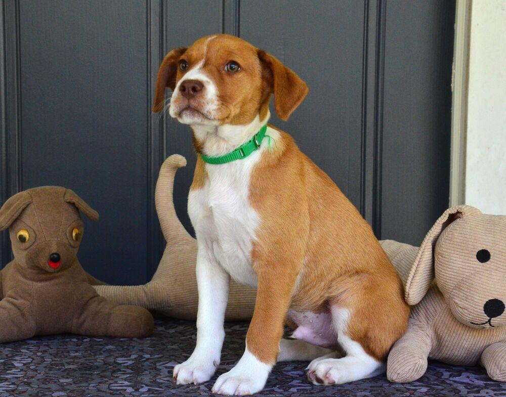 Enlarge Diesel, a Adoptable mixed breed in Willingboro, NJ image 5/6