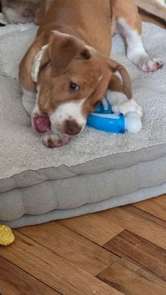 Enlarge Diesel, a Adoptable mixed breed in Willingboro, NJ image 6/6